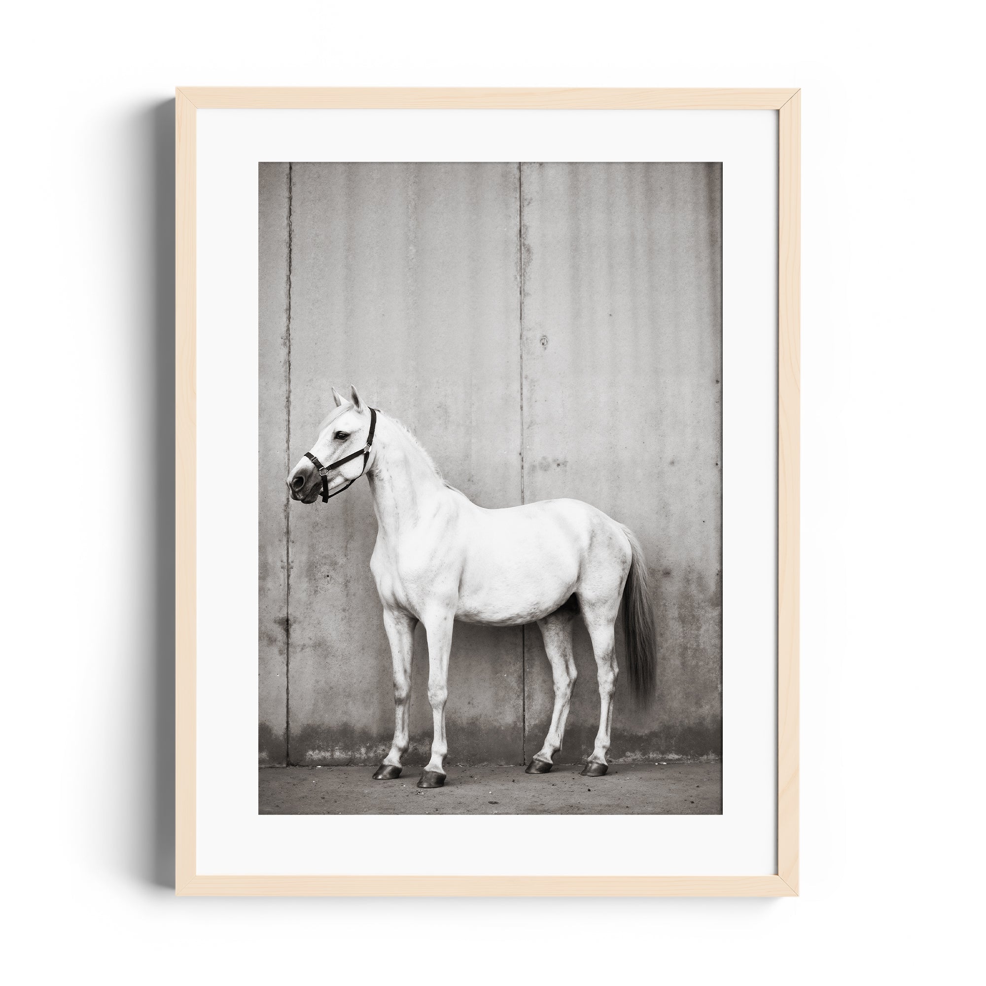 Black and white print of a gracefully posed white horse, showcasing equestrian elegance for fine art gallery in Miami.