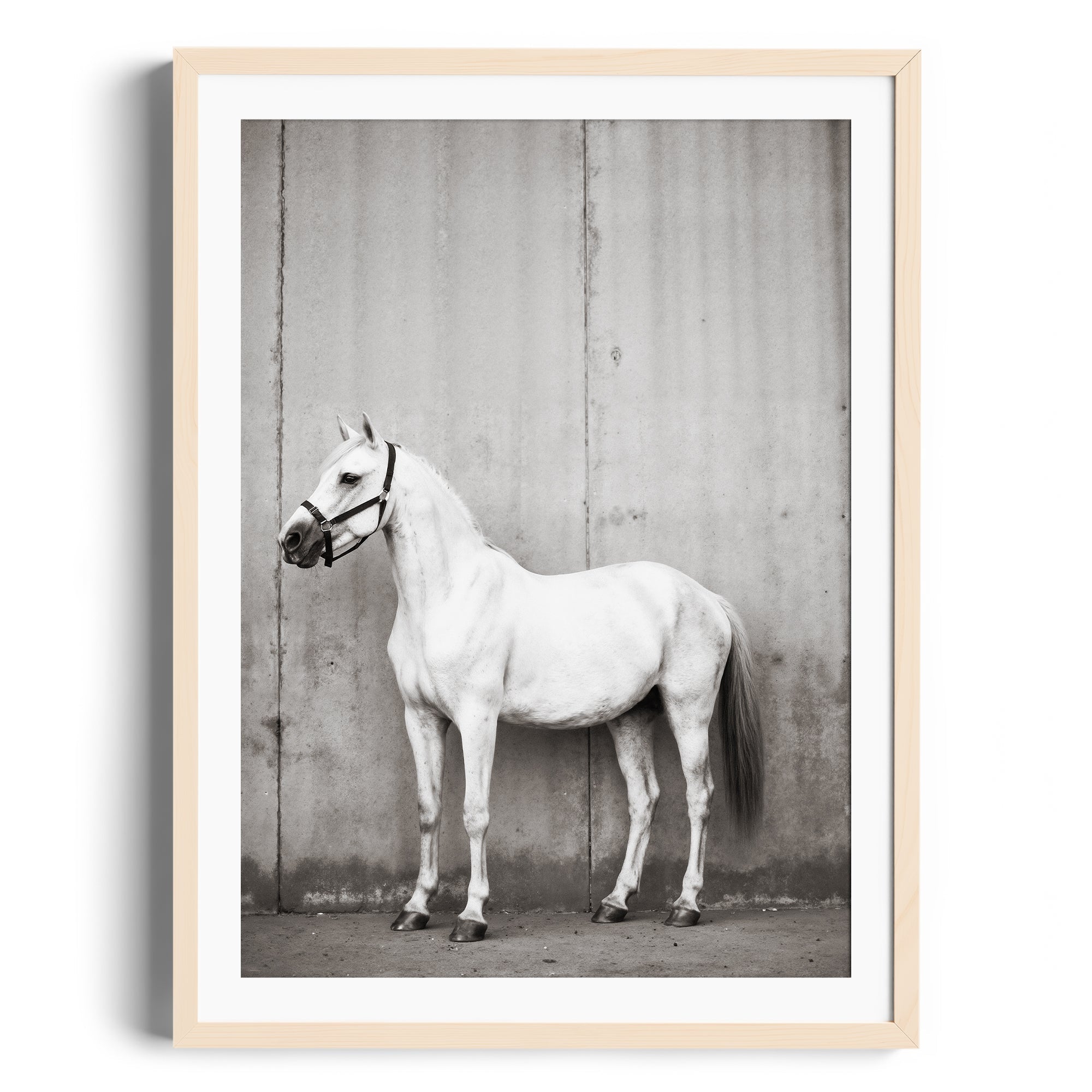 Monochrome print of a white horse against a textured wall, showcasing equestrian elegance for fine art gallery Miami.