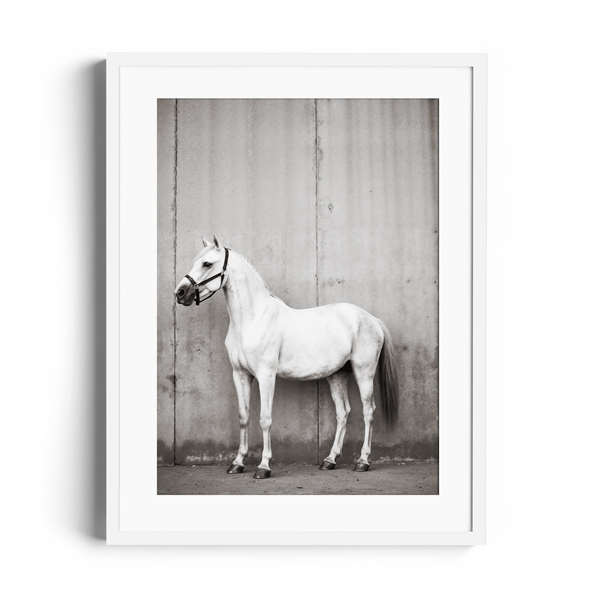 Monochrome print of a grey horse in profile against a textured background, showcasing equestrian elegance. Fine art Miami.