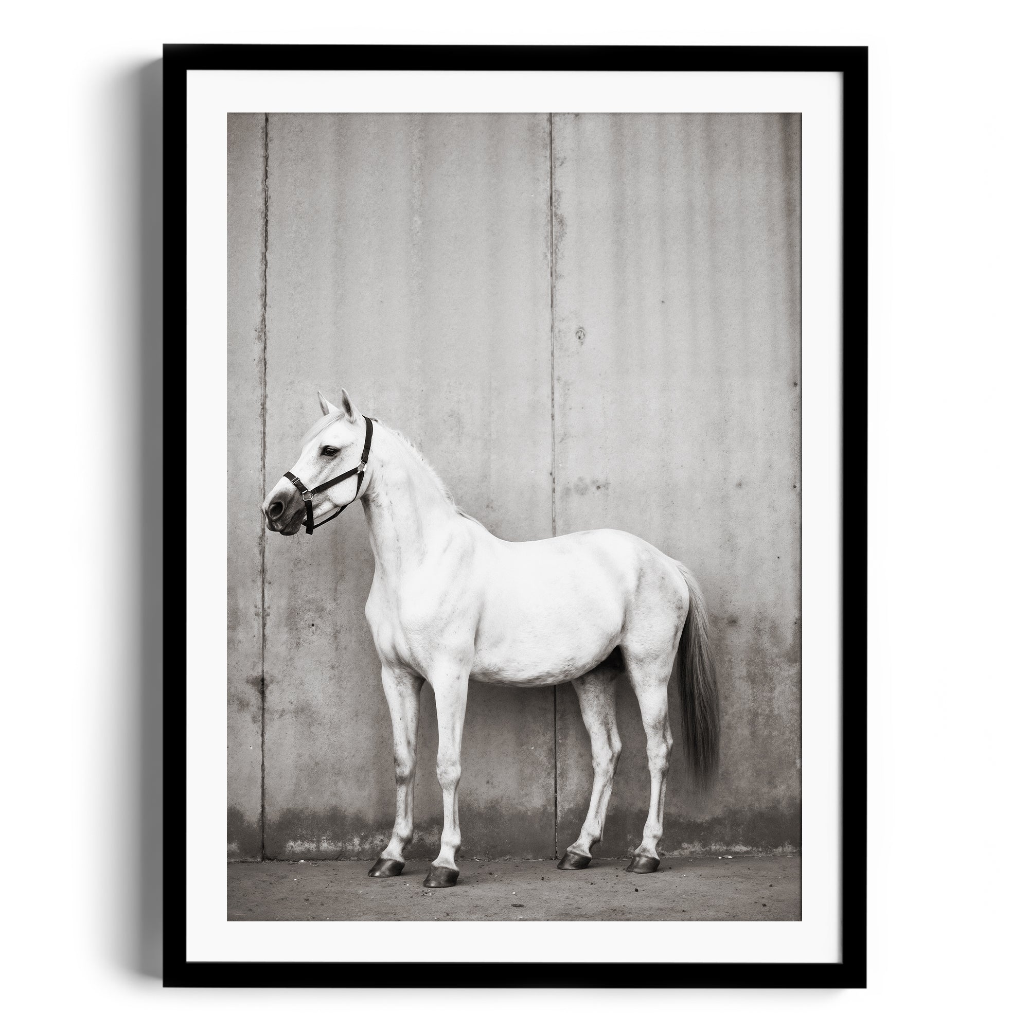 Monochromatic print of a dappled grey horse standing against a concrete wall, showcasing equestrian elegance and craftsmanship.