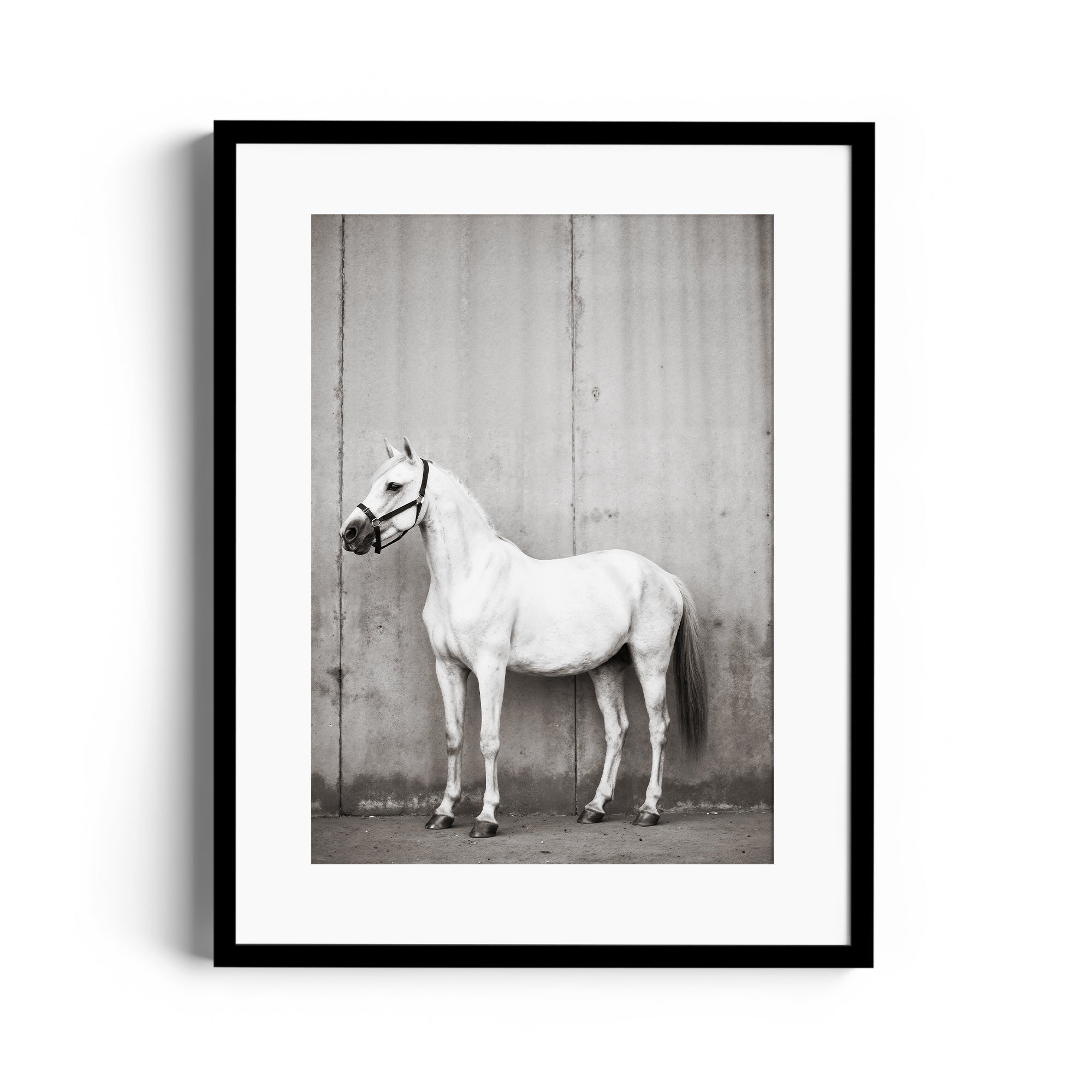 Monochrome fine art print of a white horse in a black frame, showcasing equestrian elegance in a Miami gallery setting.