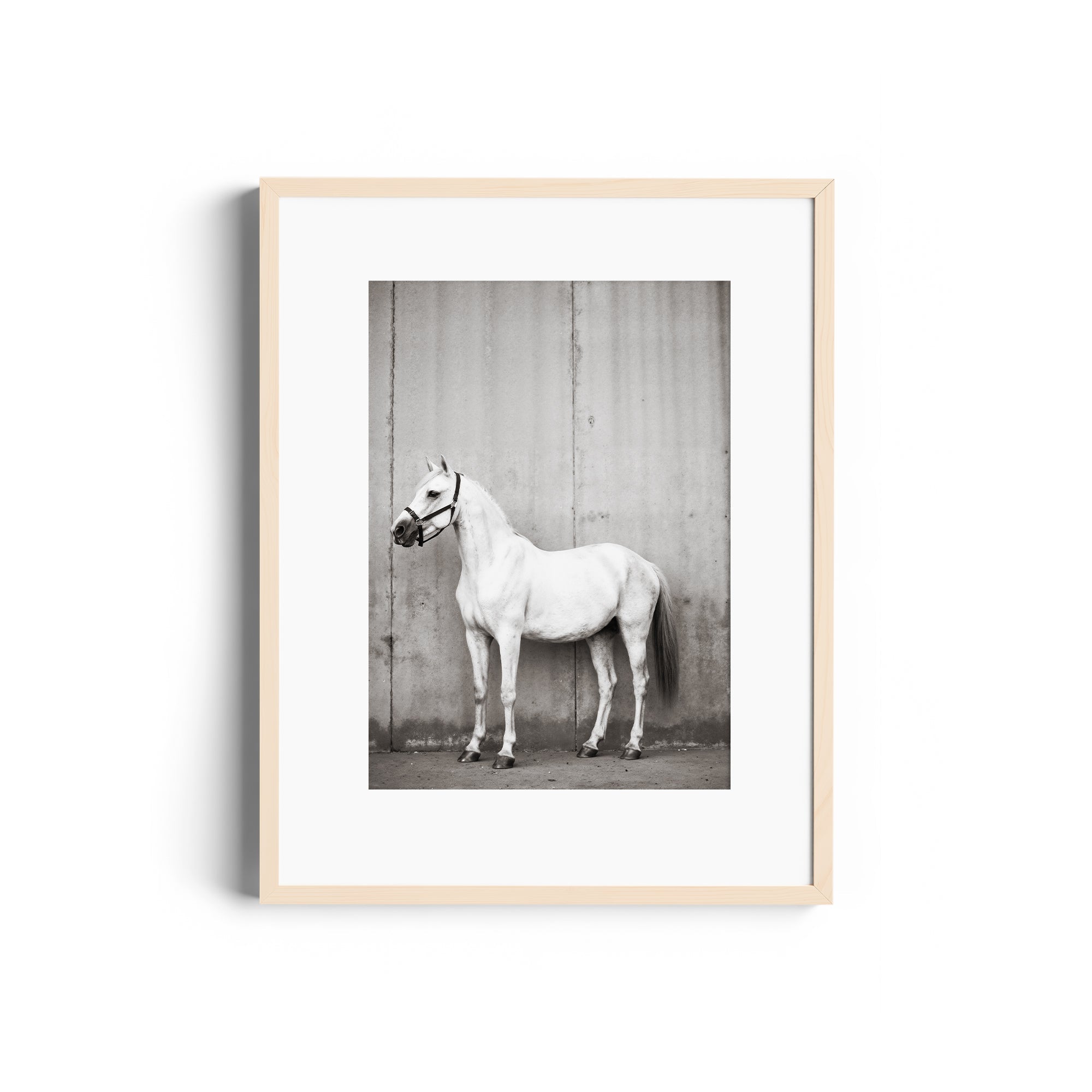 Black and white image of a white horse in a minimalist frame, perfect for fine art decor in Miami galleries.