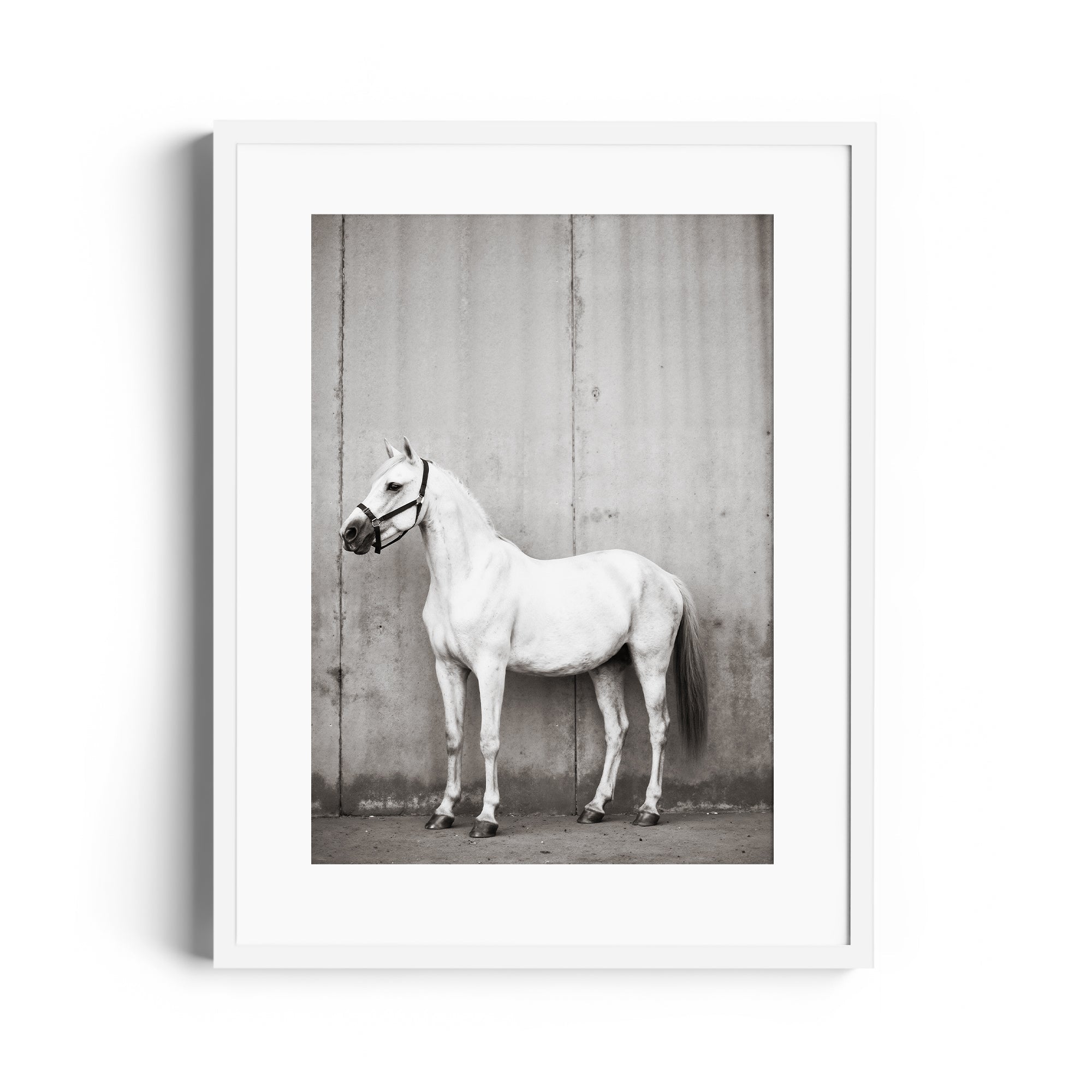 Monochrome fine art print of a white horse against a textured background, reflecting elegance and craftsmanship.
