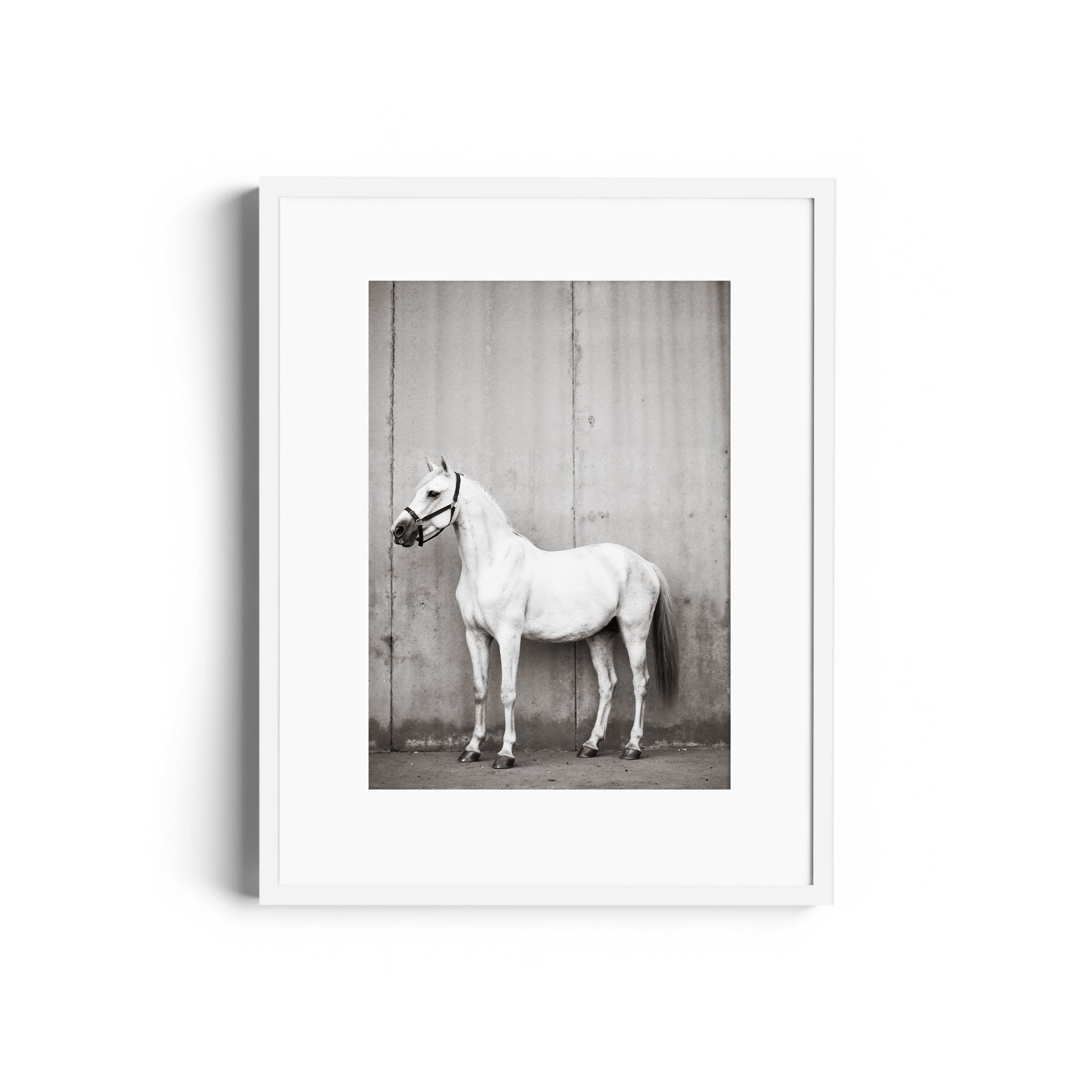 Monochrome fine art print of a white horse with a bridle, showcased in a sleek white frame for gallery display.