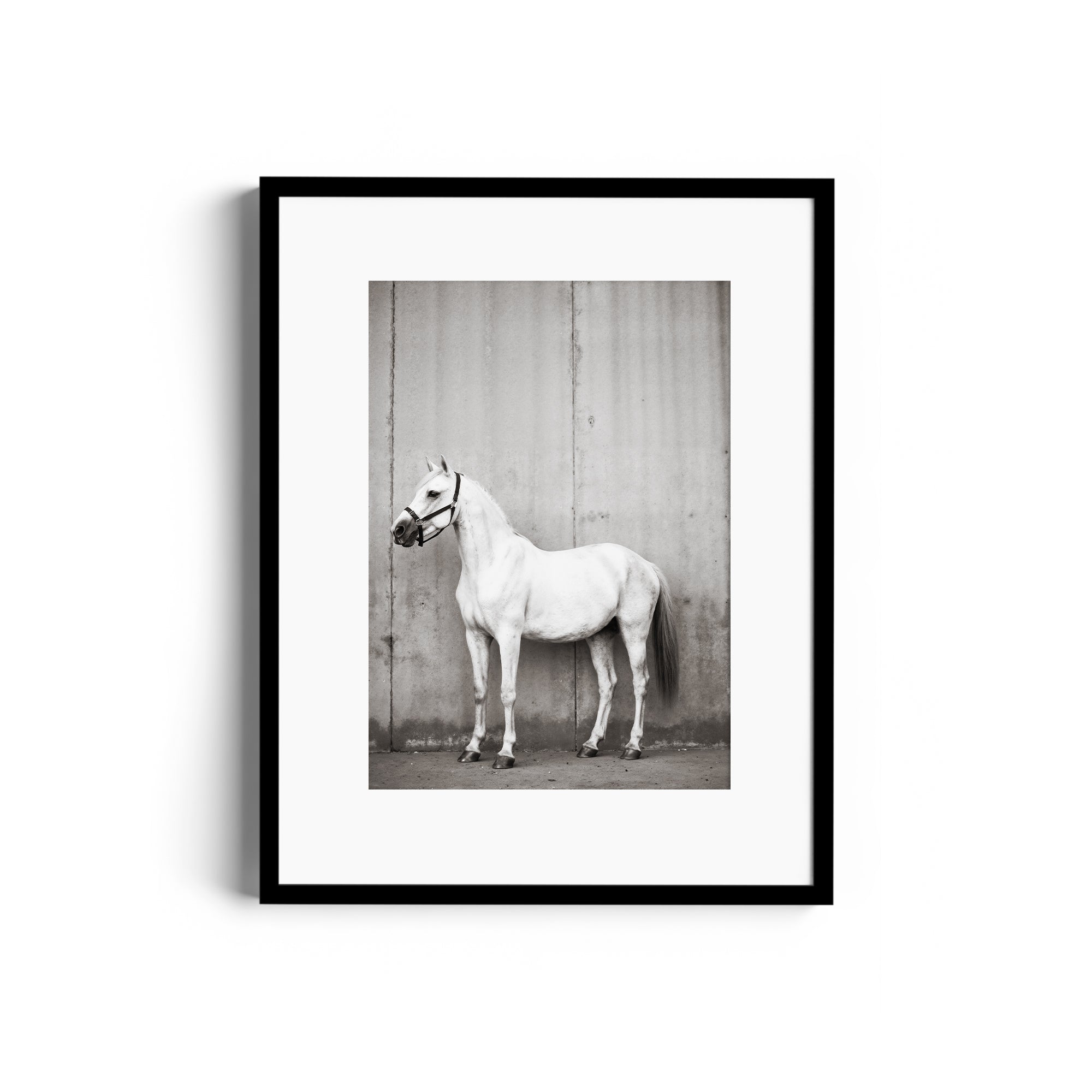 Monochrome art print of a white horse in a stylish frame, showcasing equine beauty for fine art gallery in Miami.
