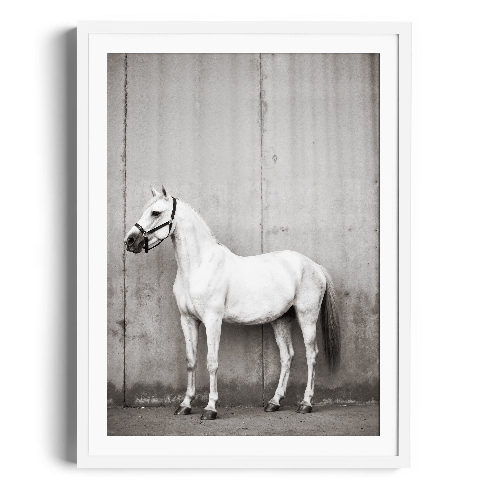 Monochromatic art print of a dappled grey horse against a textured backdrop, showcasing equestrian elegance in a fine art gallery.