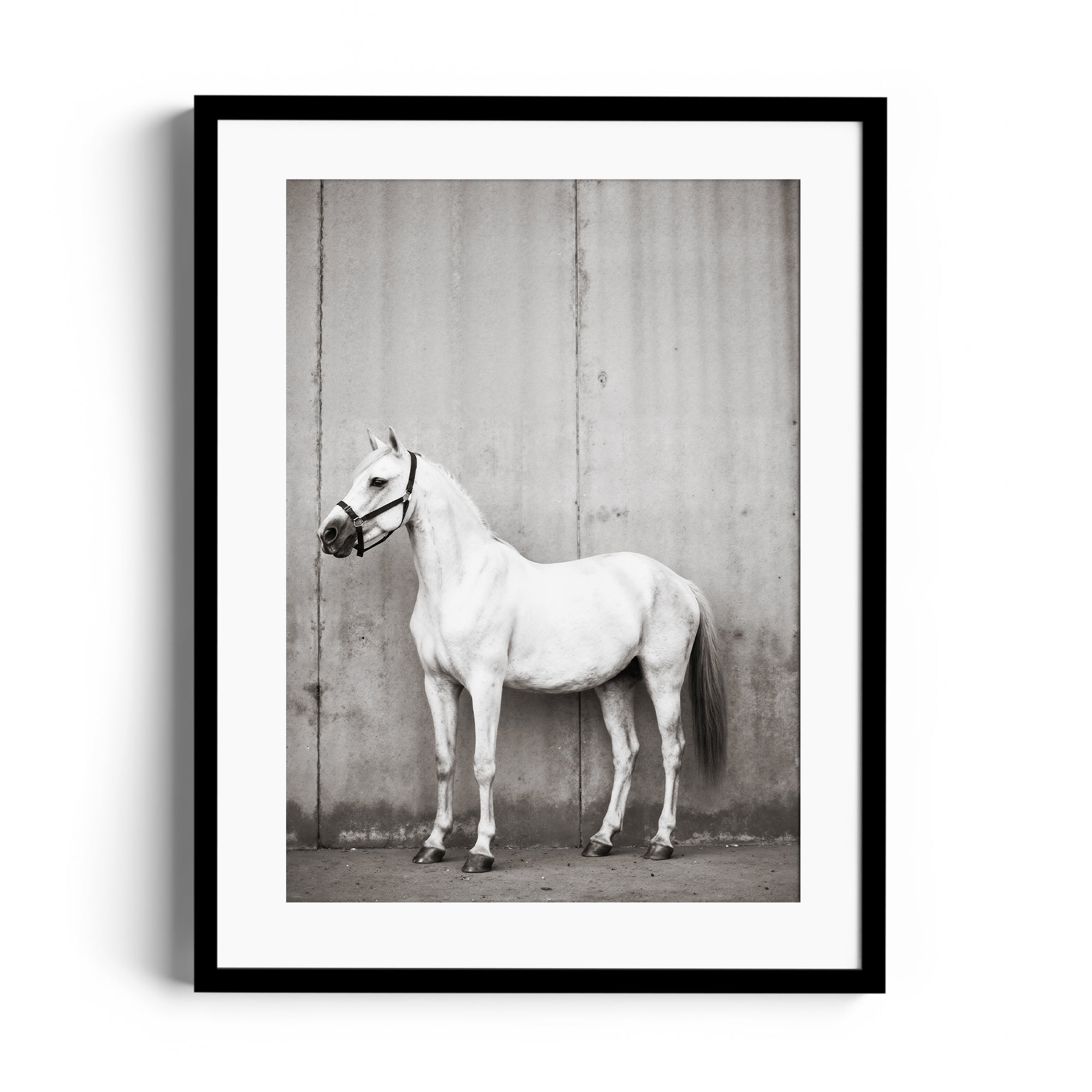 Limited edition print of a dappled grey horse standing elegantly against a textured wall, fine art at a Miami gallery.