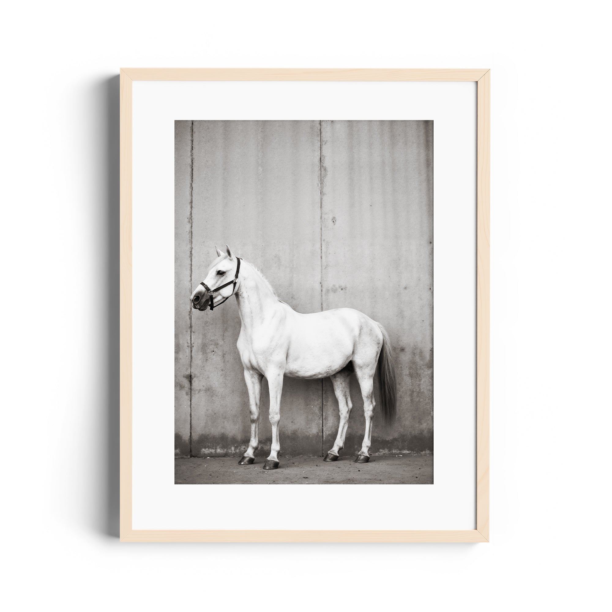 Monochromatic fine art print of a white horse in a gallery setting, highlighting equestrian elegance and artistry.