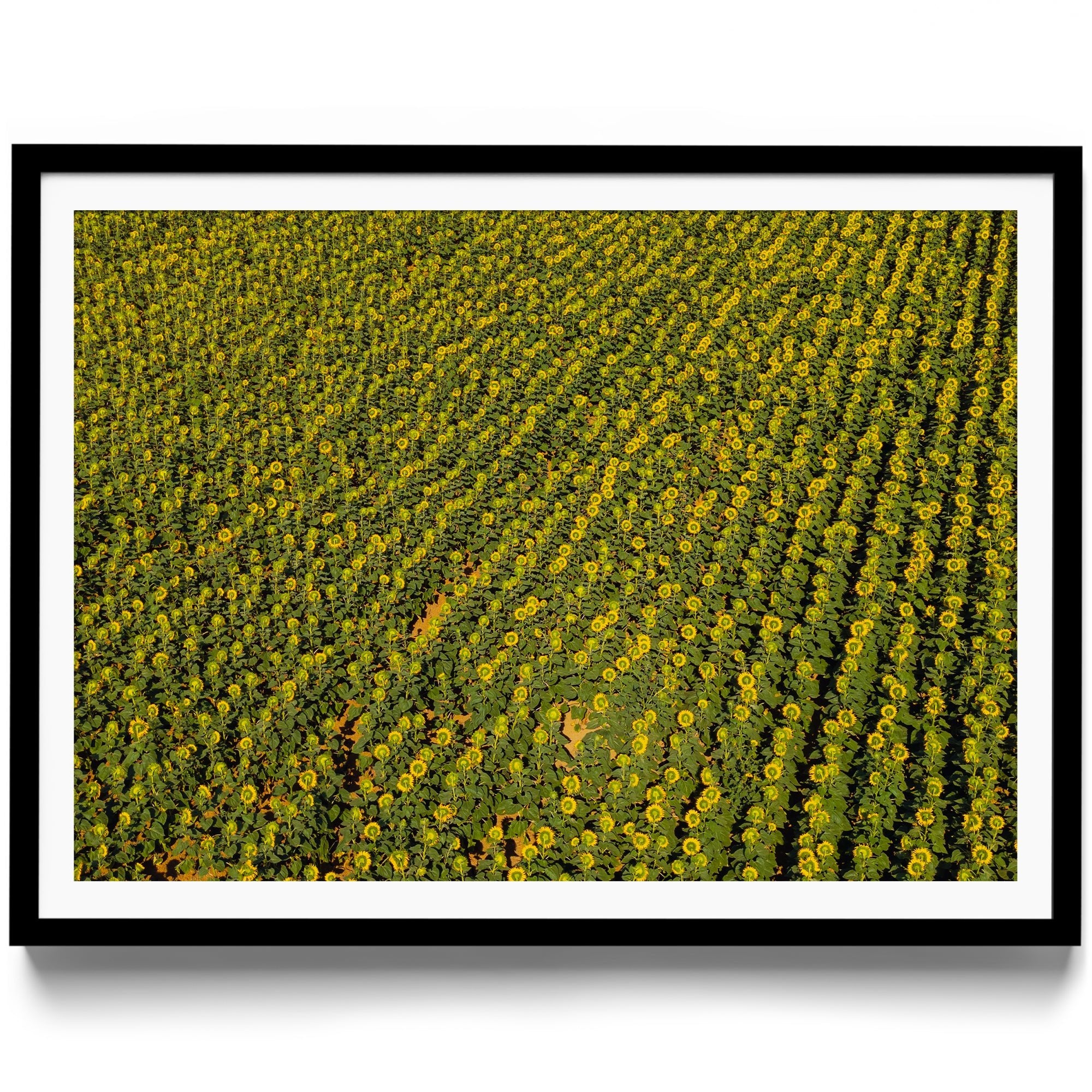Sunflowers Academy - DANA GALLERYGeorge LozadaDANA GALLERYDANA GALLERYGeorge Lozada