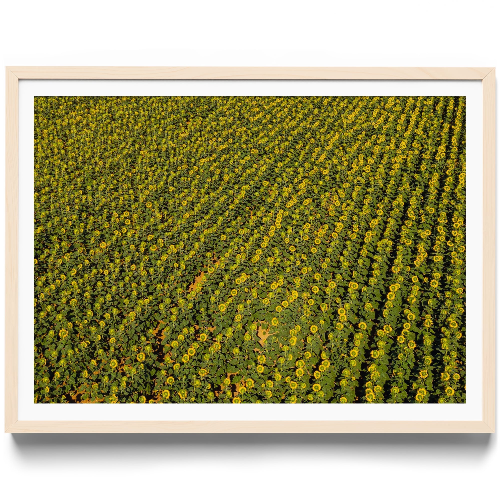 Sunflowers Academy - DANA GALLERYGeorge LozadaDANA GALLERYDANA GALLERYGeorge Lozada