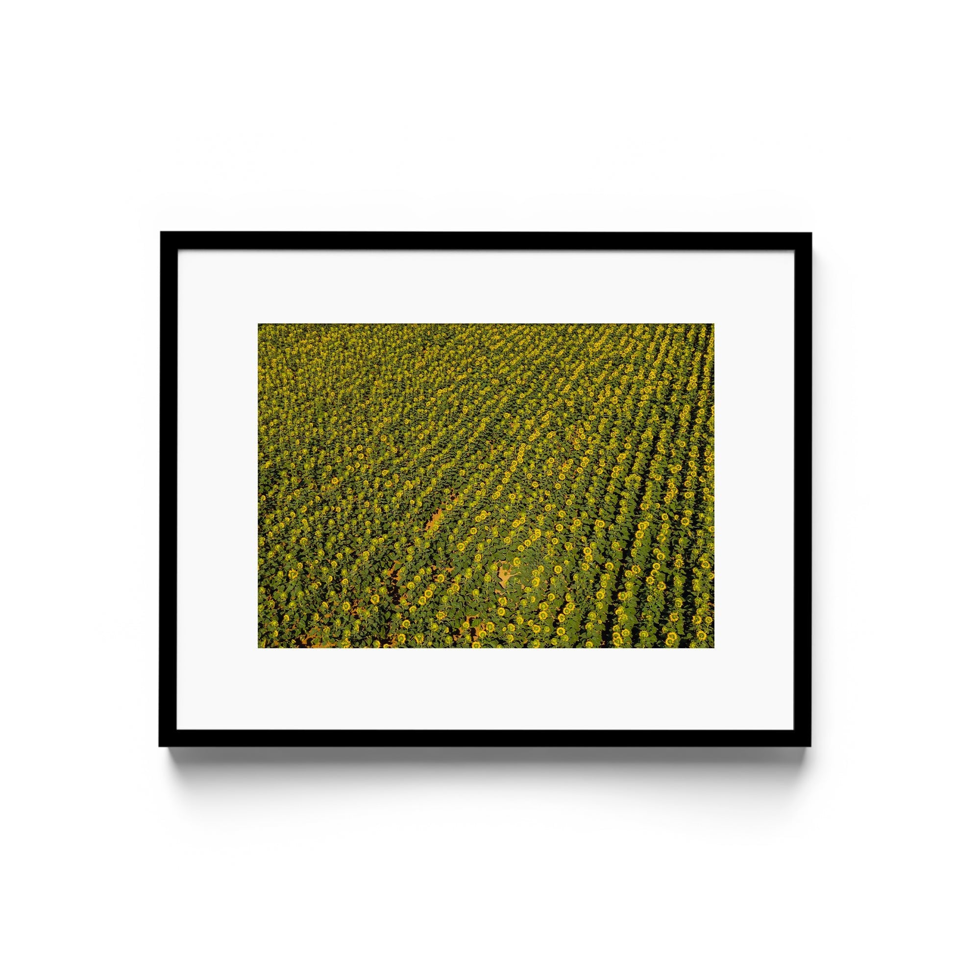 Sunflowers Academy - DANA GALLERYGeorge LozadaDANA GALLERYDANA GALLERYGeorge Lozada