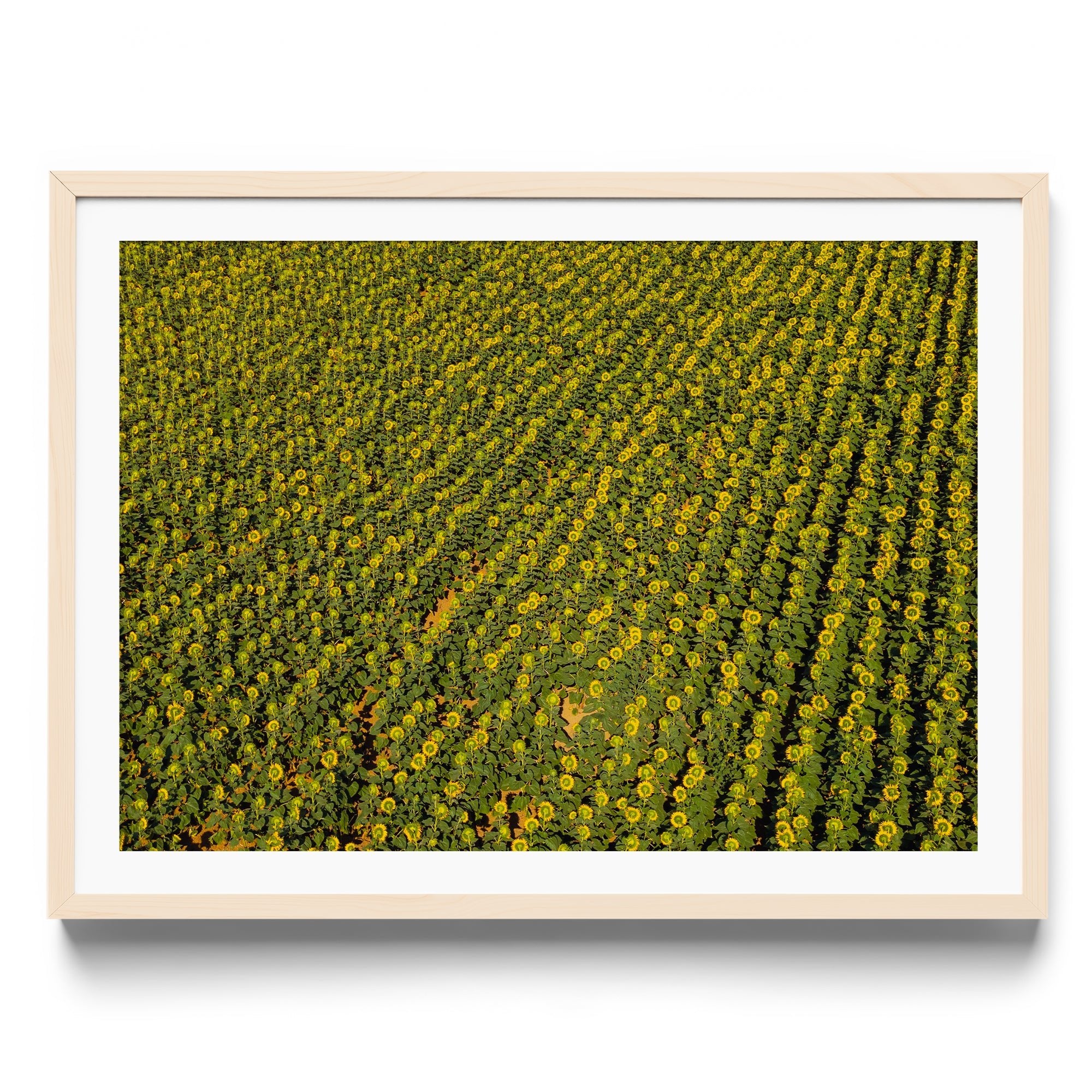 Sunflowers Academy - DANA GALLERYGeorge LozadaDANA GALLERYDANA GALLERYGeorge Lozada