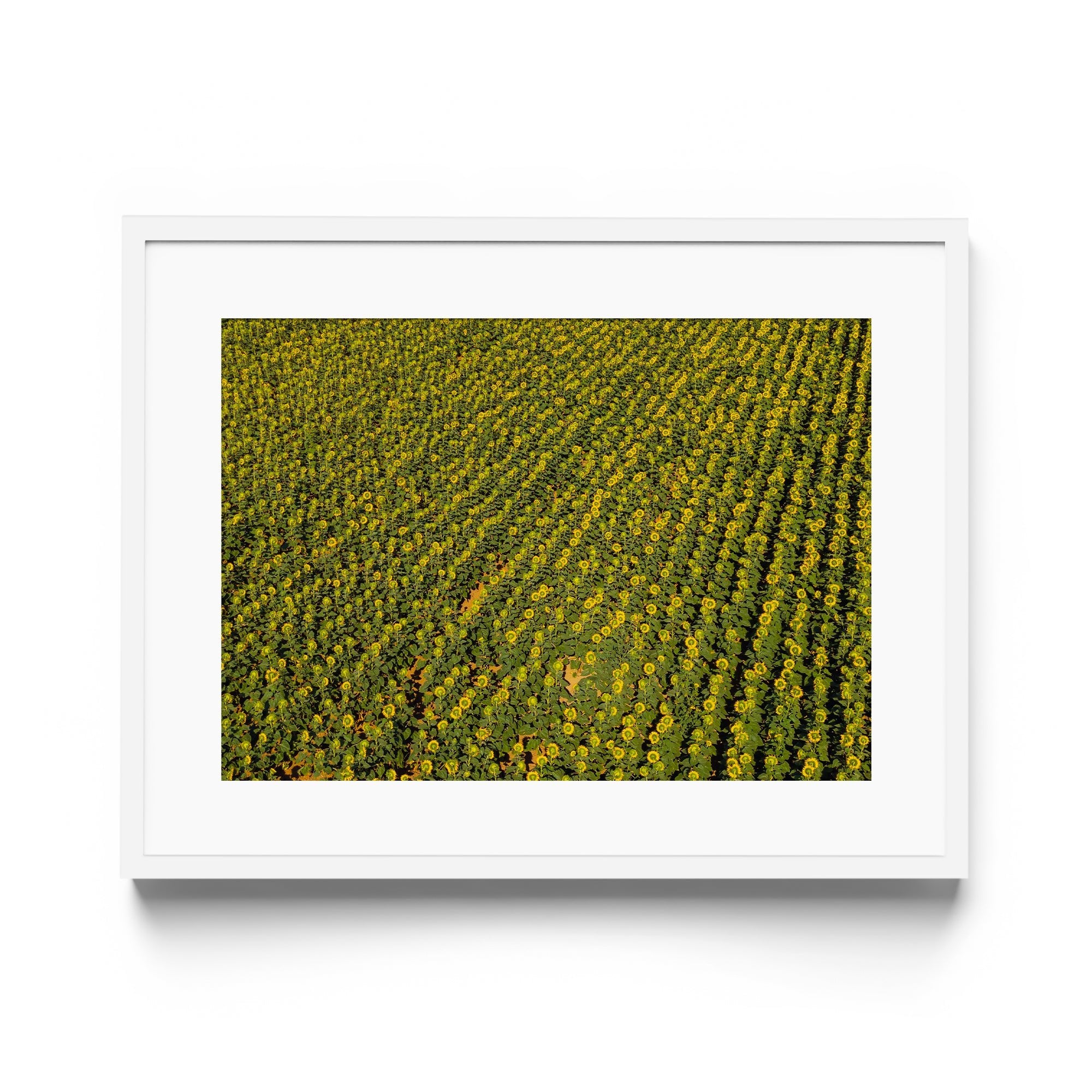 Sunflowers Academy - DANA GALLERYGeorge LozadaDANA GALLERYDANA GALLERYGeorge Lozada