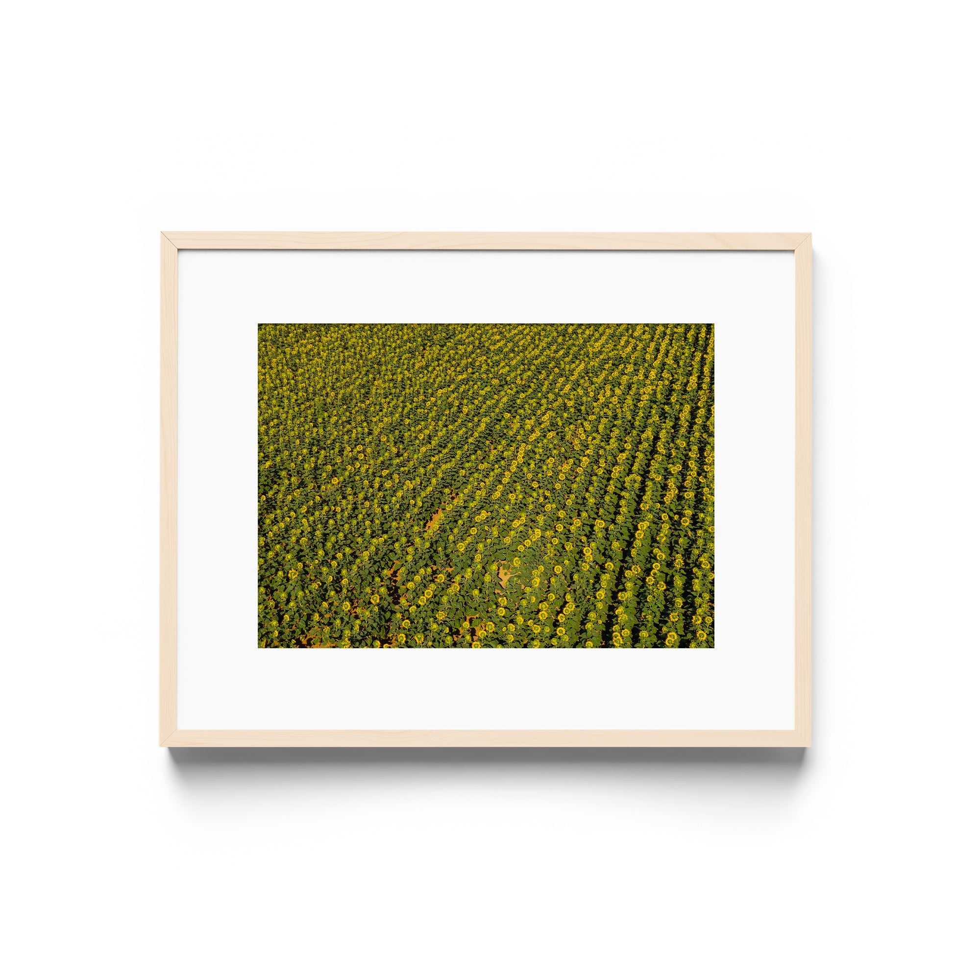 Sunflowers Academy - DANA GALLERYGeorge LozadaDANA GALLERYDANA GALLERYGeorge Lozada