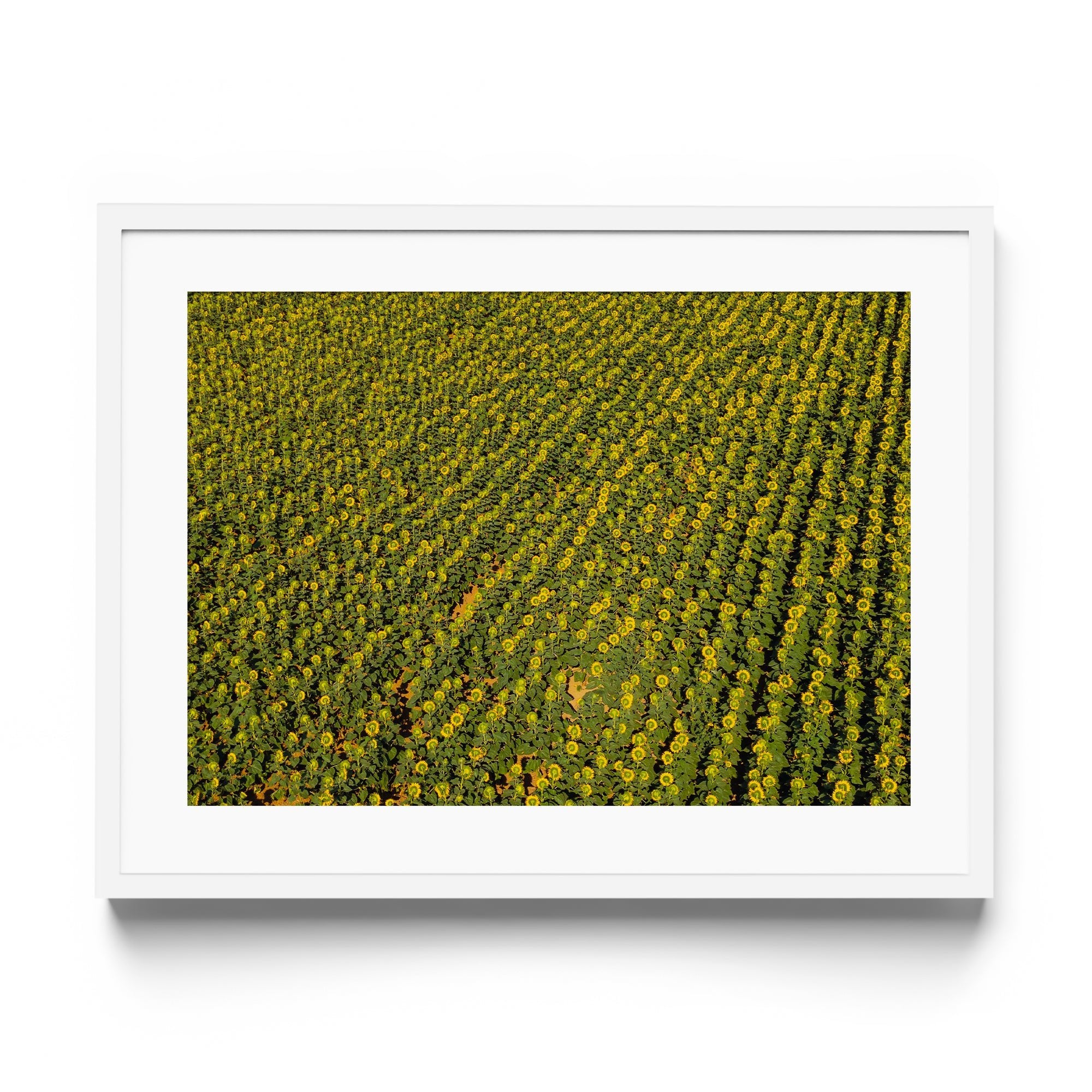 Sunflowers Academy - DANA GALLERYGeorge LozadaDANA GALLERYDANA GALLERYGeorge Lozada