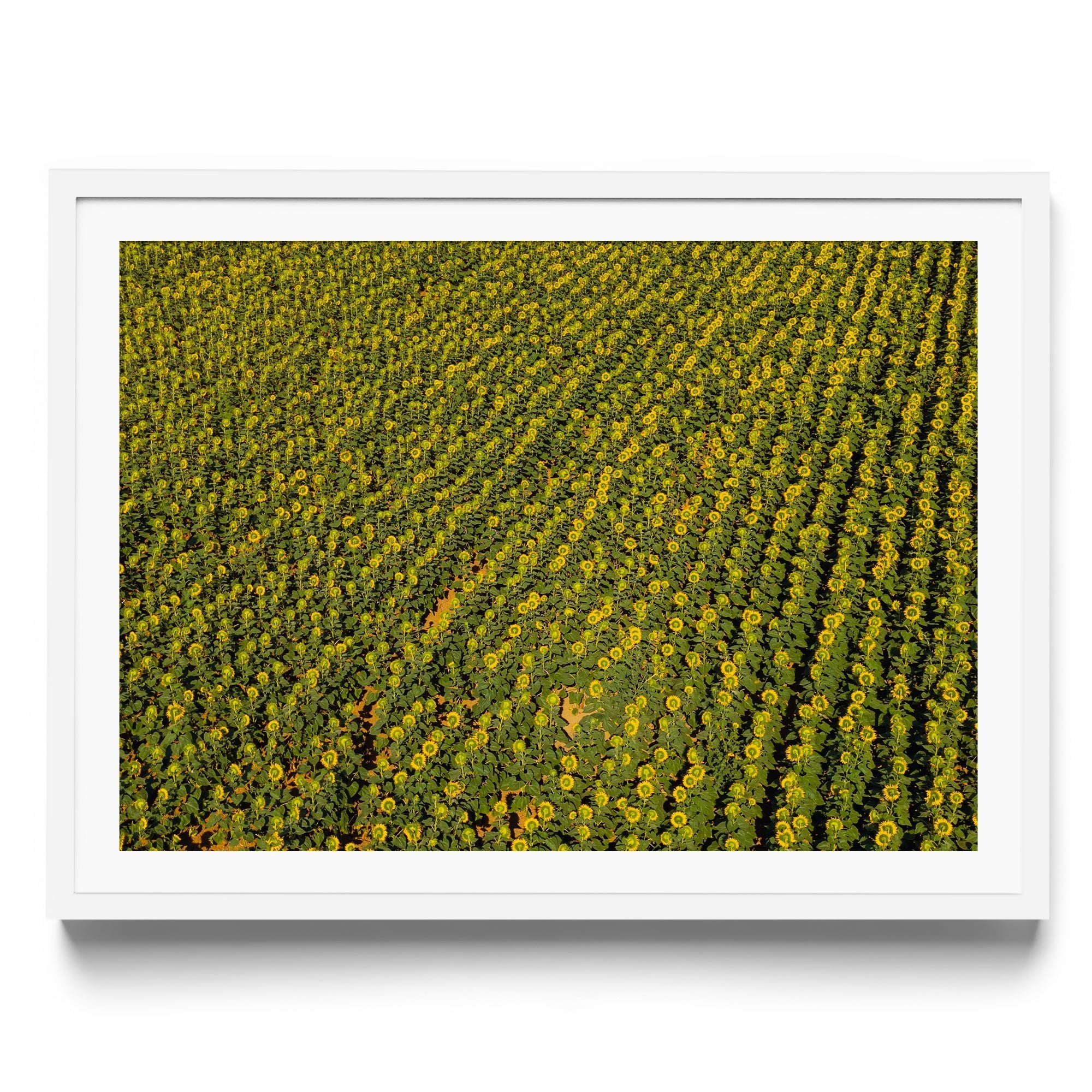 Sunflowers Academy - DANA GALLERYGeorge LozadaDANA GALLERYDANA GALLERYGeorge Lozada
