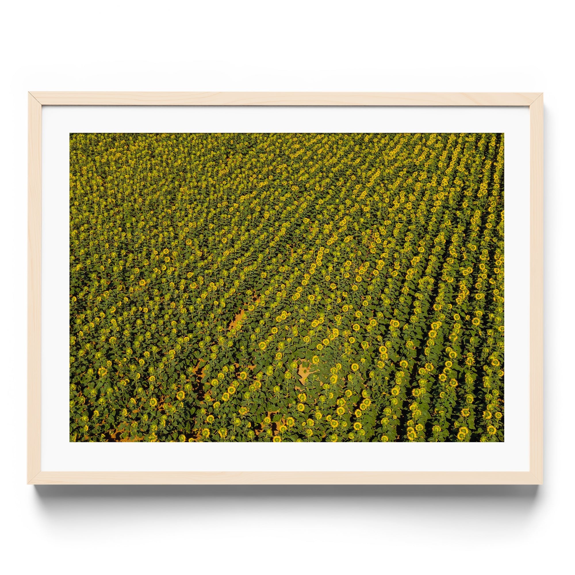 Sunflowers Academy - DANA GALLERYGeorge LozadaDANA GALLERYDANA GALLERYGeorge Lozada