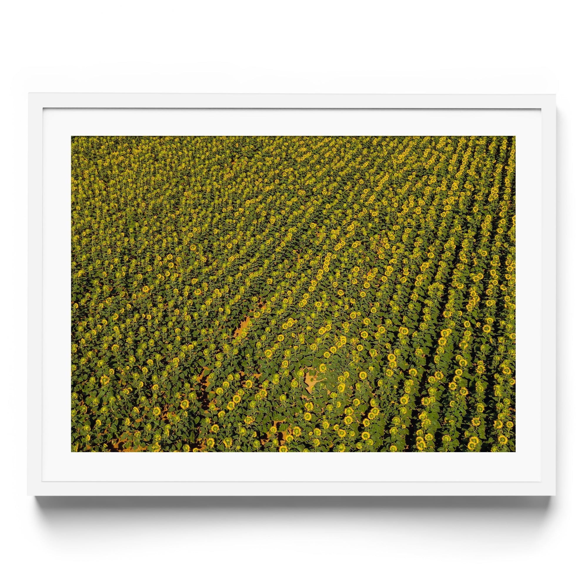 Sunflowers Academy - DANA GALLERYGeorge LozadaDANA GALLERYDANA GALLERYGeorge Lozada