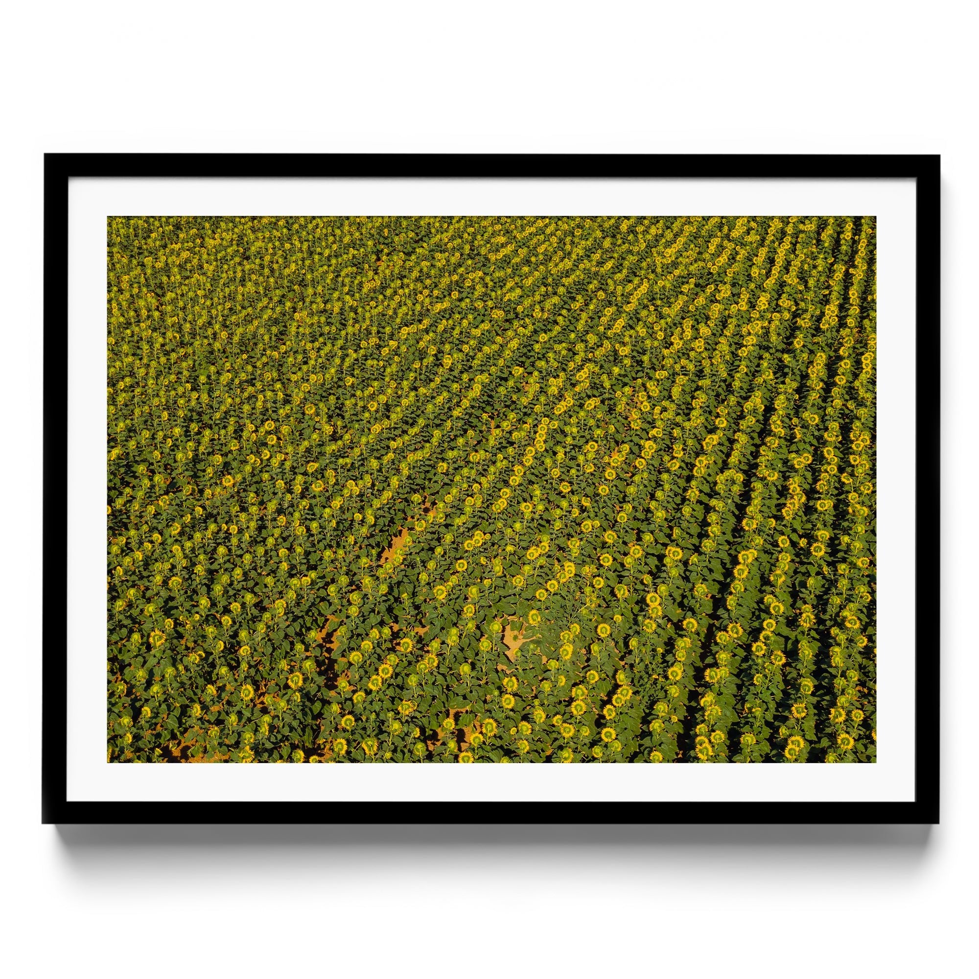 Sunflowers Academy - DANA GALLERYGeorge LozadaDANA GALLERYDANA GALLERYGeorge Lozada