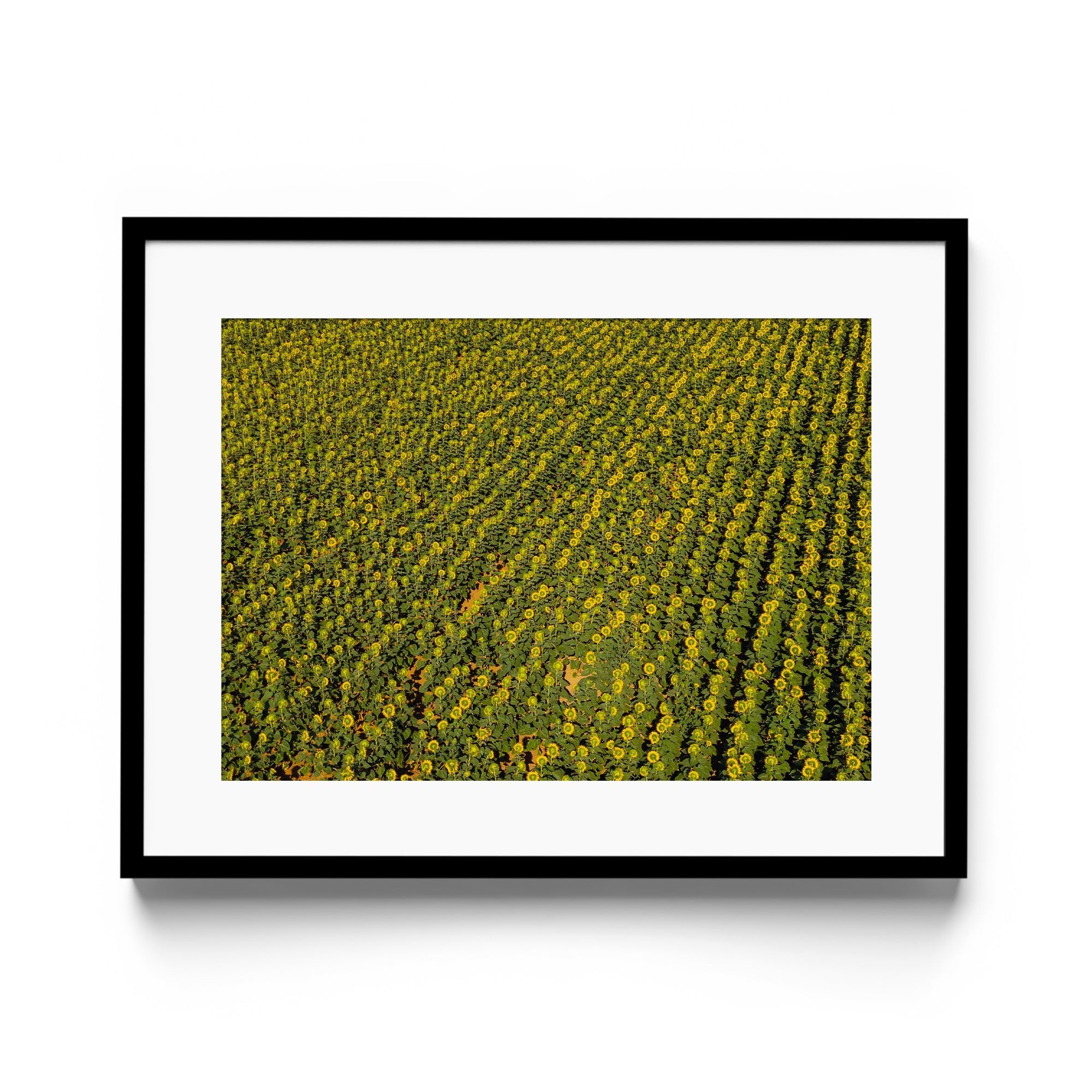 Sunflowers Academy - DANA GALLERYGeorge LozadaDANA GALLERYDANA GALLERYGeorge Lozada