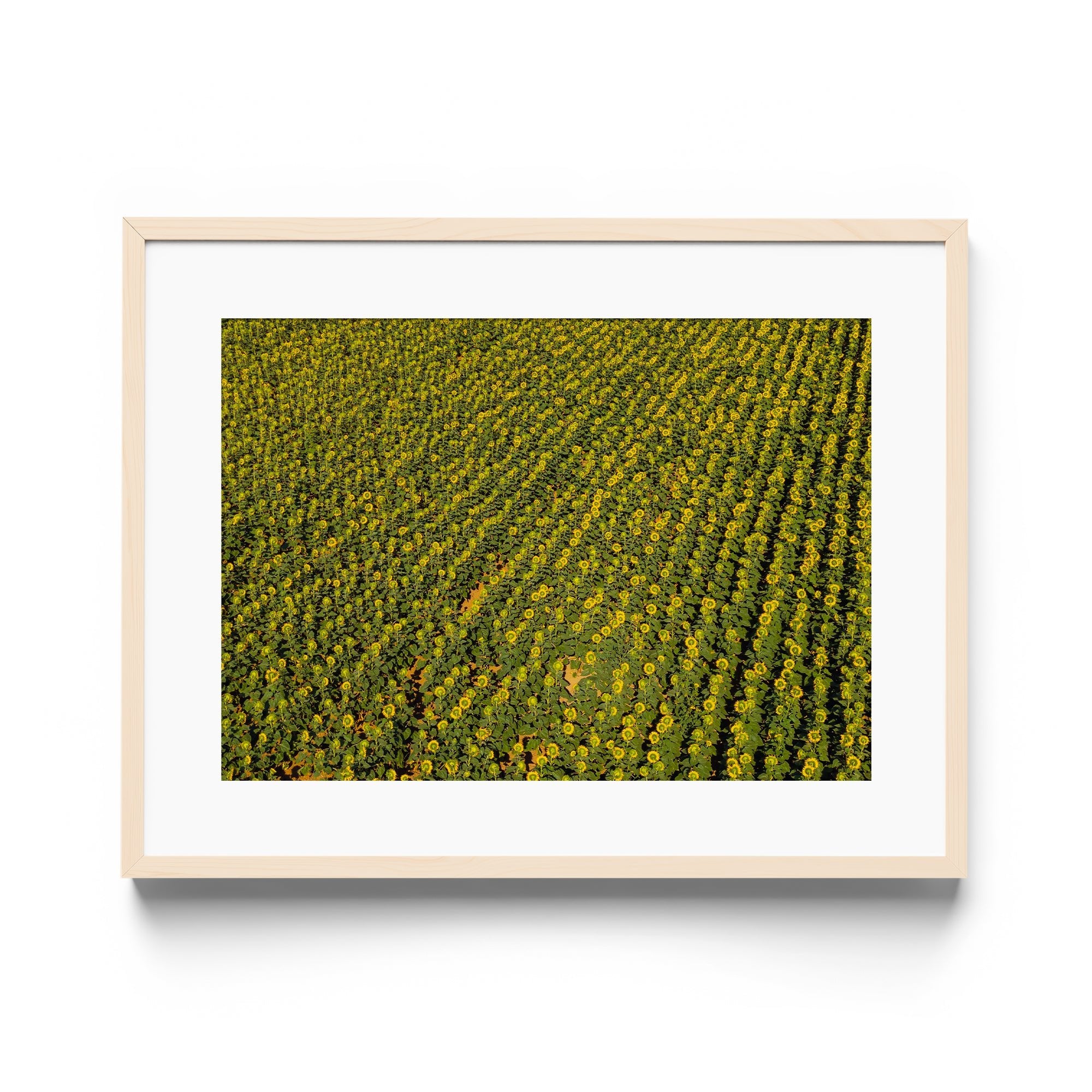Sunflowers Academy - DANA GALLERYGeorge LozadaDANA GALLERYDANA GALLERYGeorge Lozada