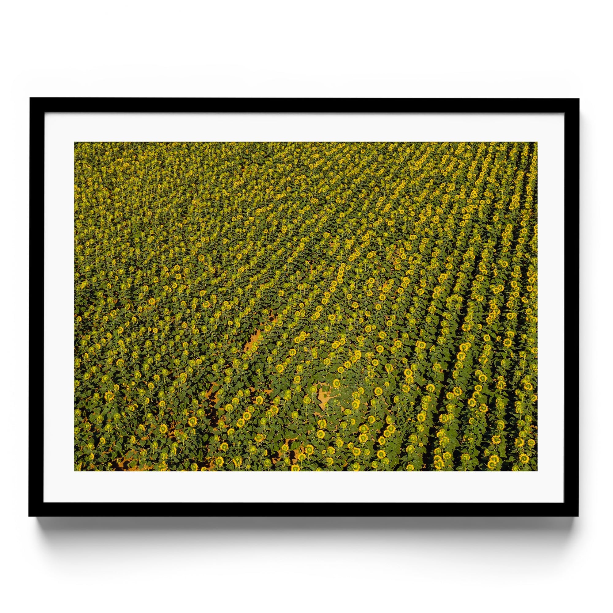 Sunflowers Academy - DANA GALLERYGeorge LozadaDANA GALLERYDANA GALLERYGeorge Lozada