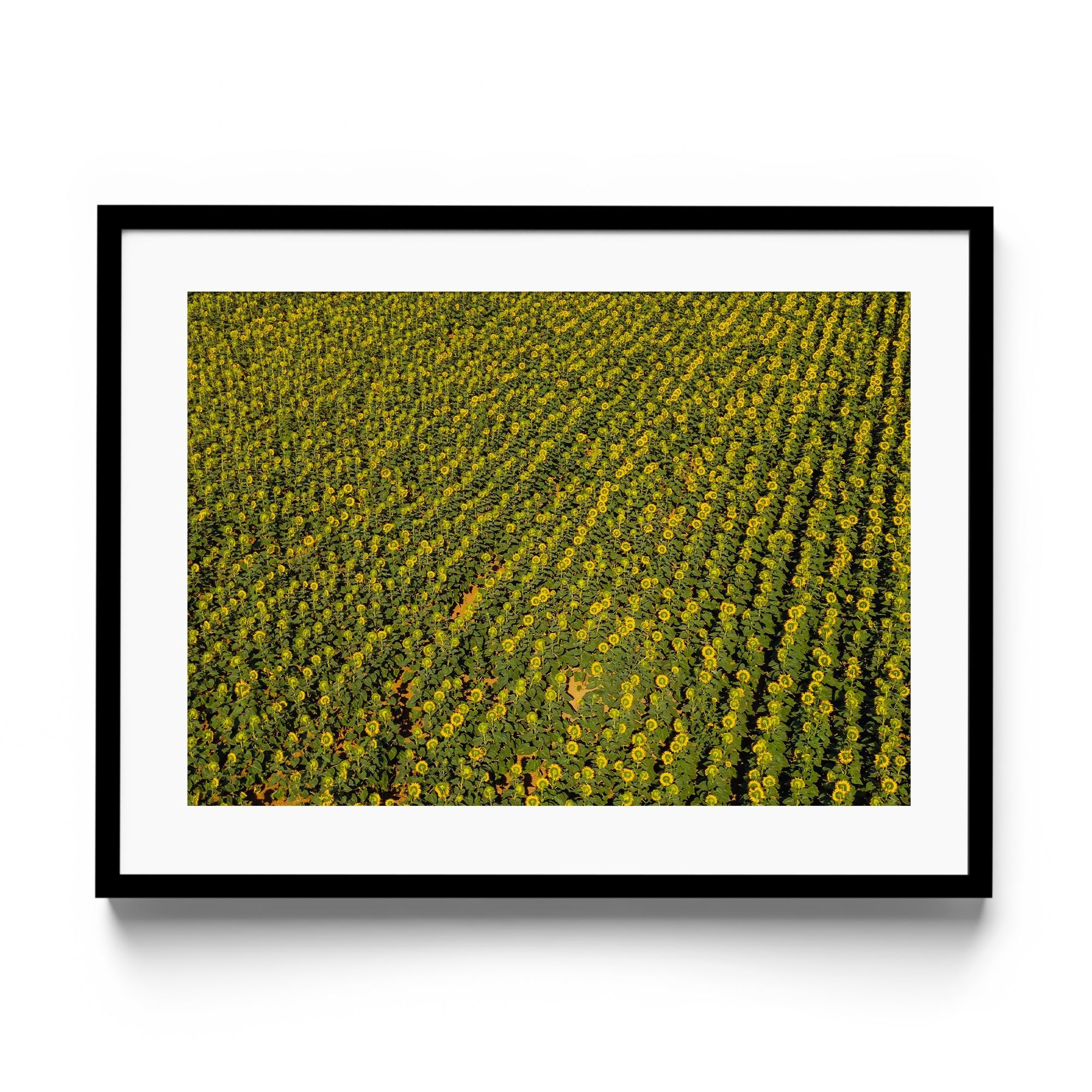 Sunflowers Academy - DANA GALLERYGeorge LozadaDANA GALLERYDANA GALLERYGeorge Lozada