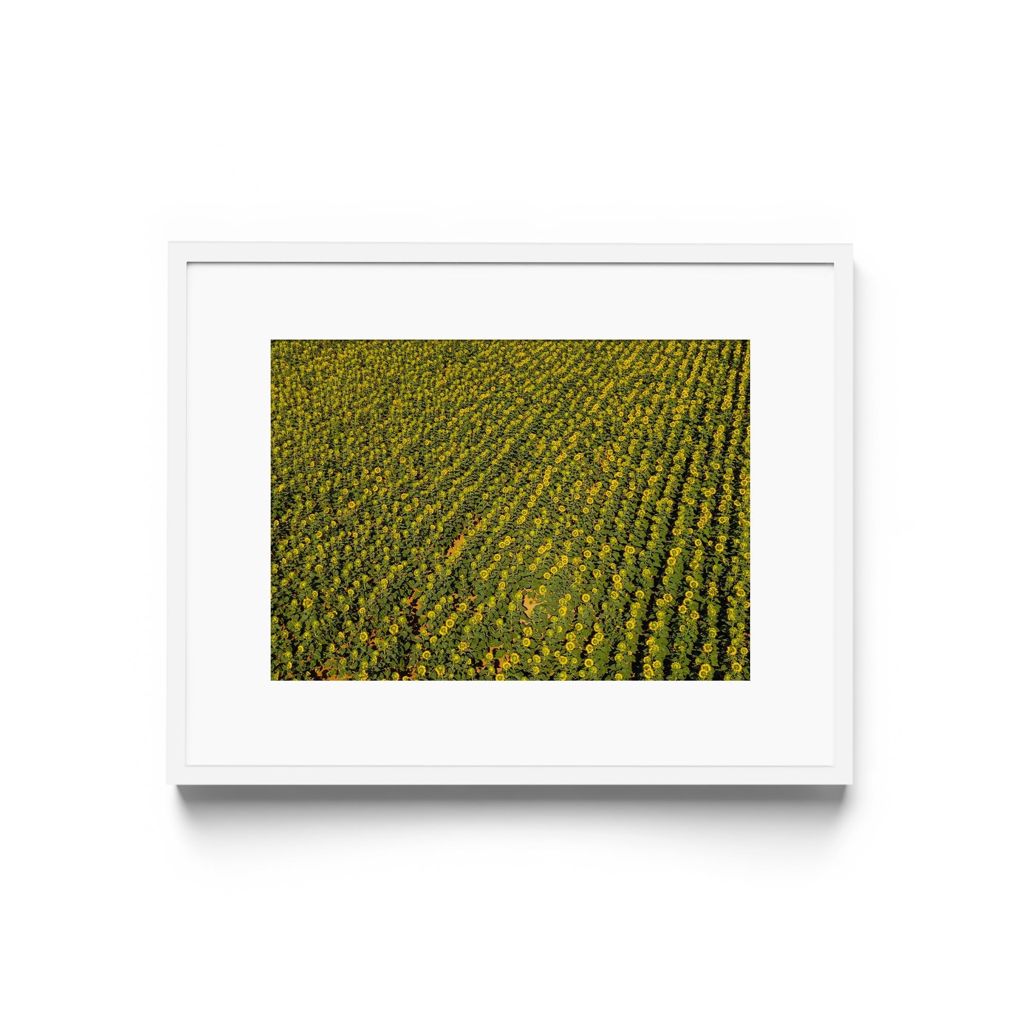 Sunflowers Academy - DANA GALLERYGeorge LozadaDANA GALLERYDANA GALLERYGeorge Lozada
