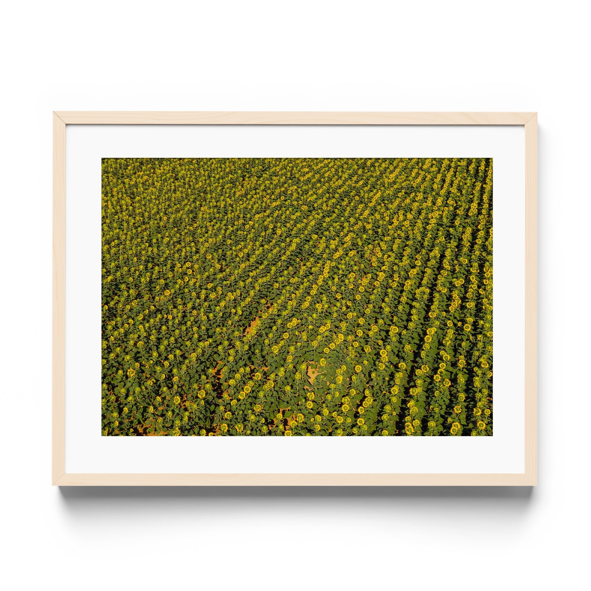 Sunflowers Academy - DANA GALLERYGeorge LozadaDANA GALLERYDANA GALLERYGeorge Lozada
