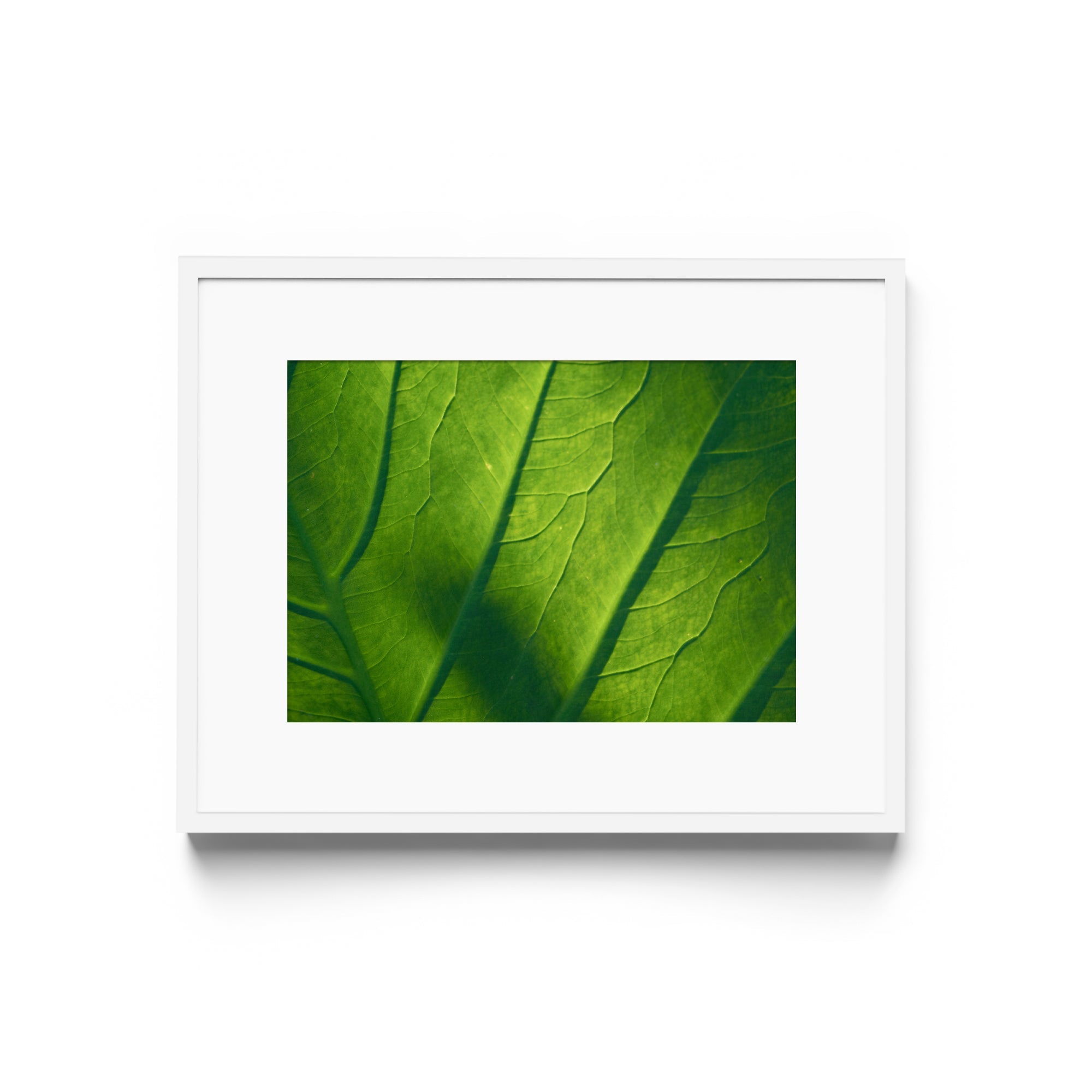 Verde Vita - DANA GALLERYMario AlzateDANA GALLERYDANA GALLERYMario Alzate