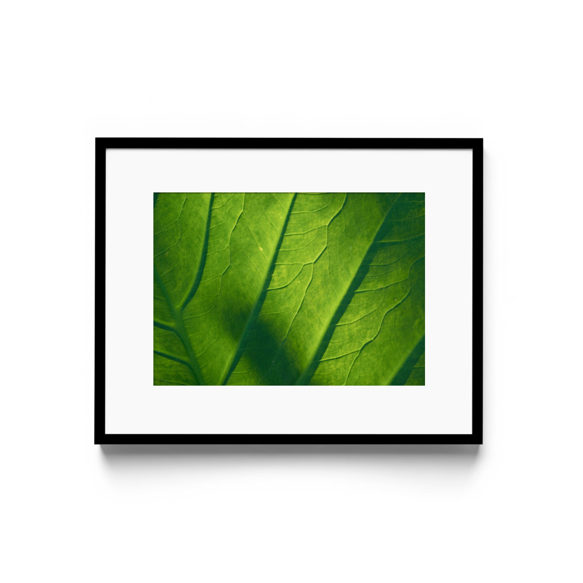 Verde Vita - DANA GALLERYMario AlzateDANA GALLERYDANA GALLERYMario Alzate