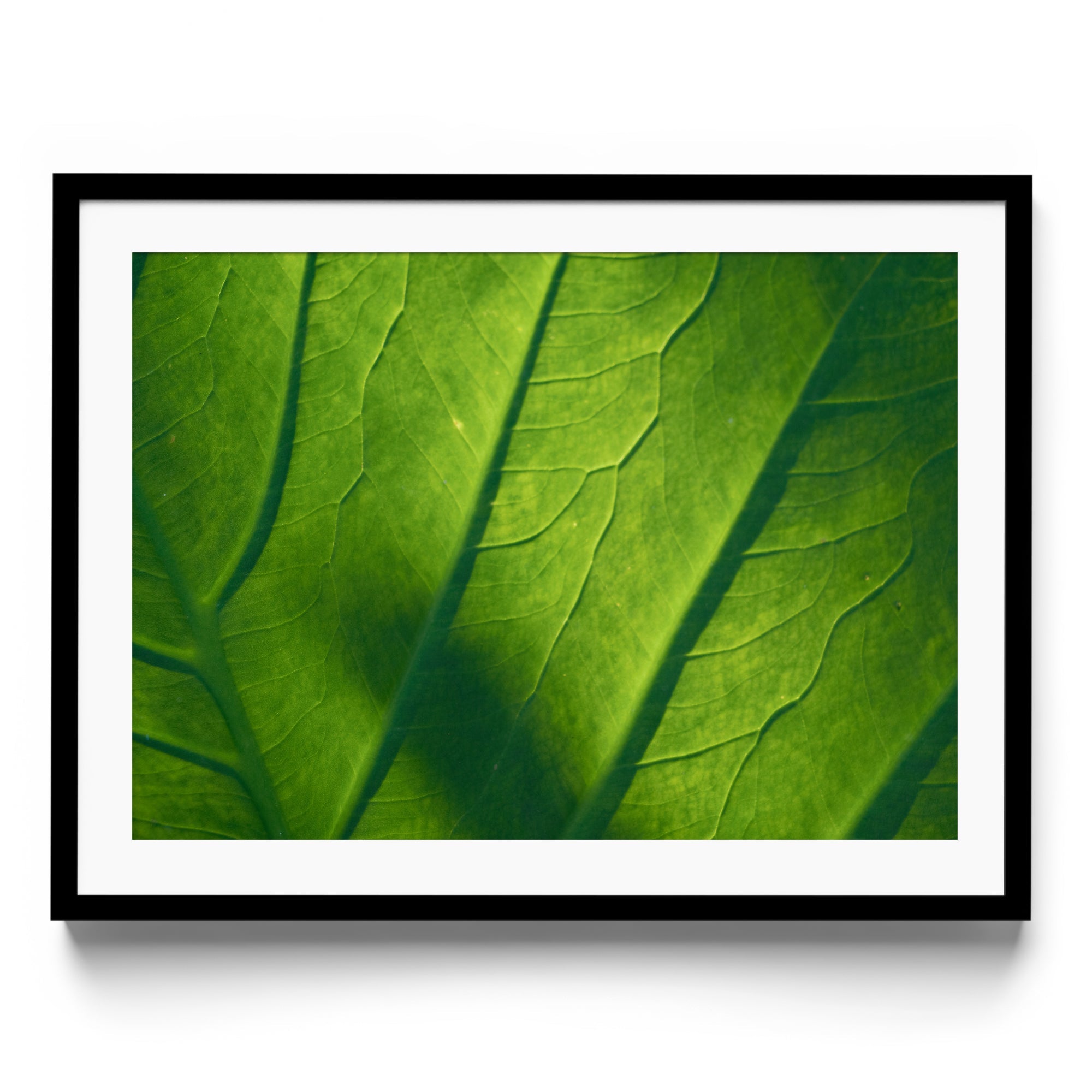 Verde Vita - DANA GALLERYMario AlzateDANA GALLERYDANA GALLERYMario Alzate