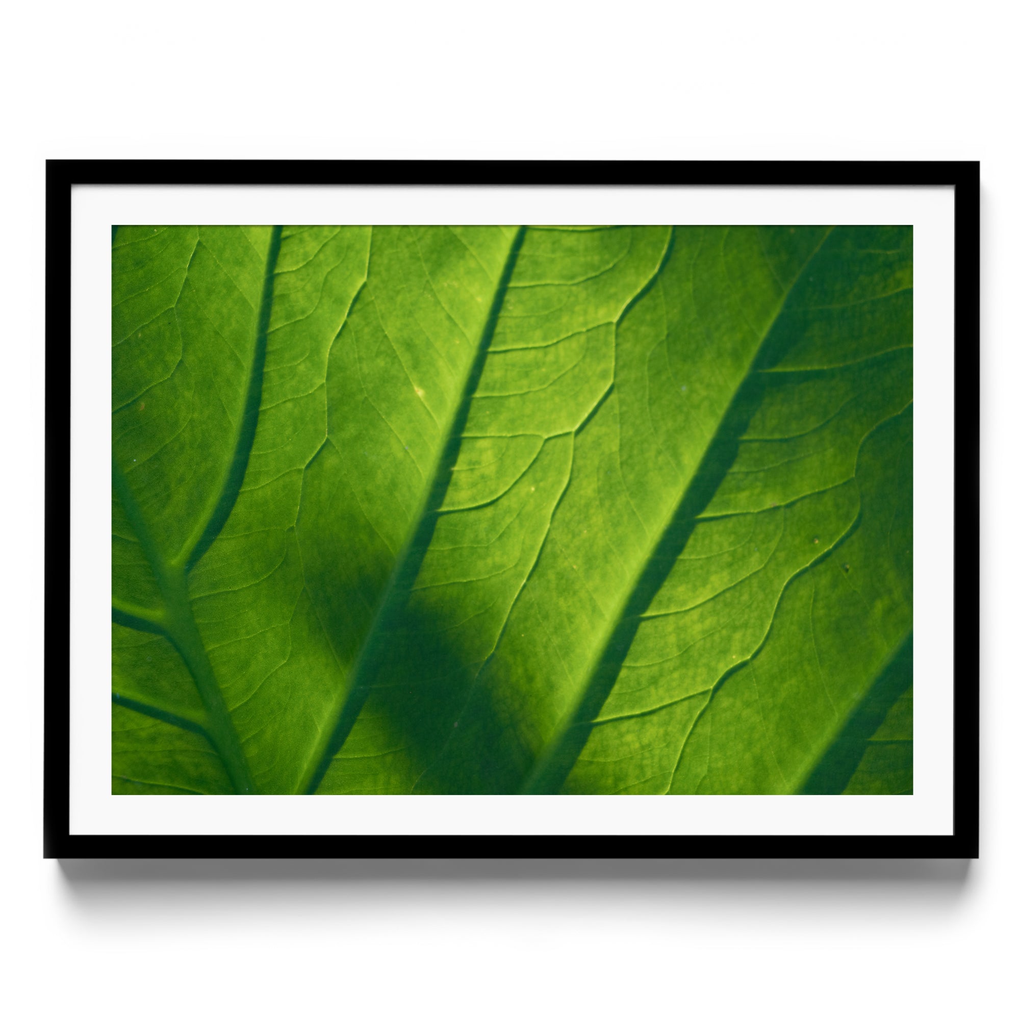 Verde Vita - DANA GALLERYMario AlzateDANA GALLERYDANA GALLERYMario Alzate