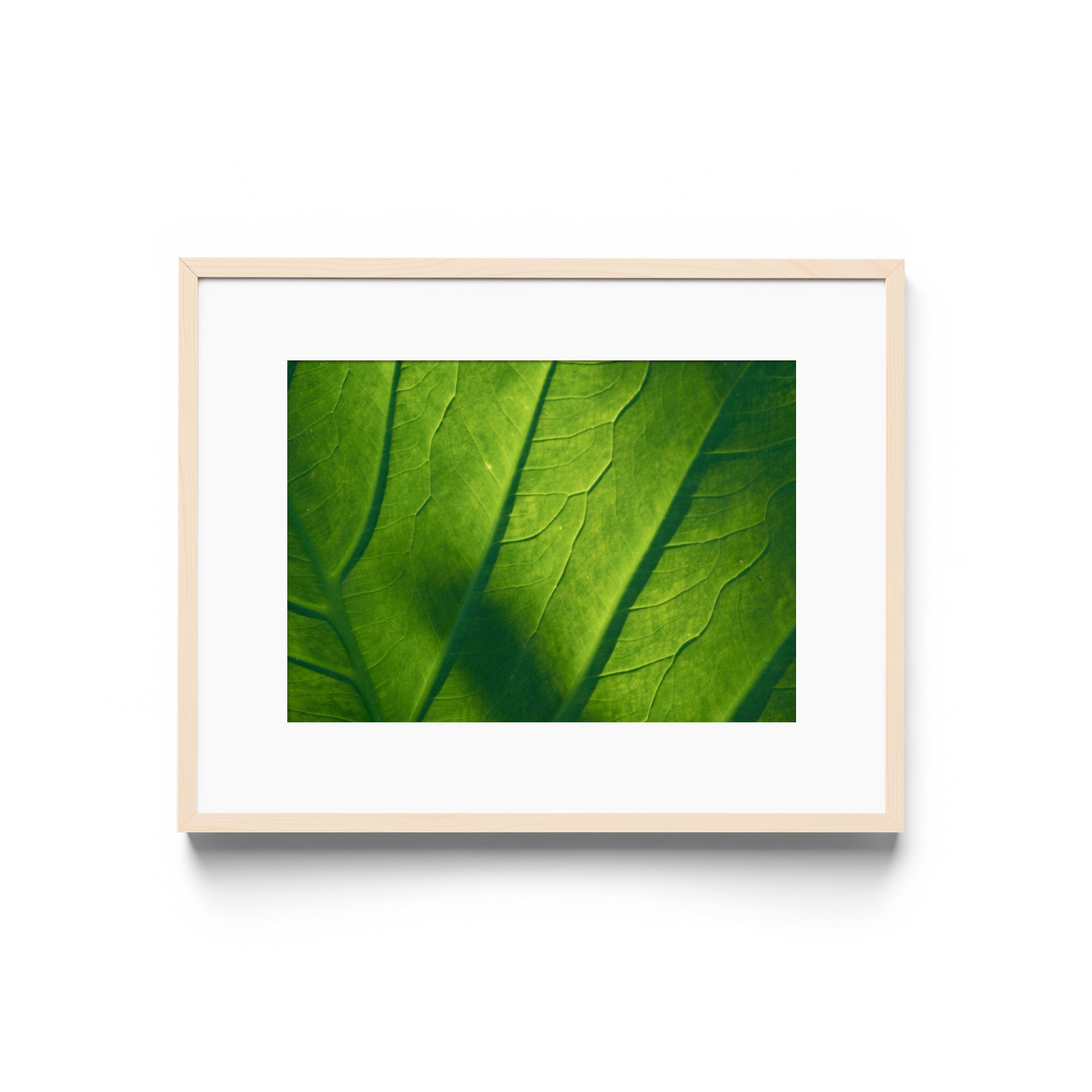 Verde Vita - DANA GALLERYMario AlzateDANA GALLERYDANA GALLERYMario Alzate