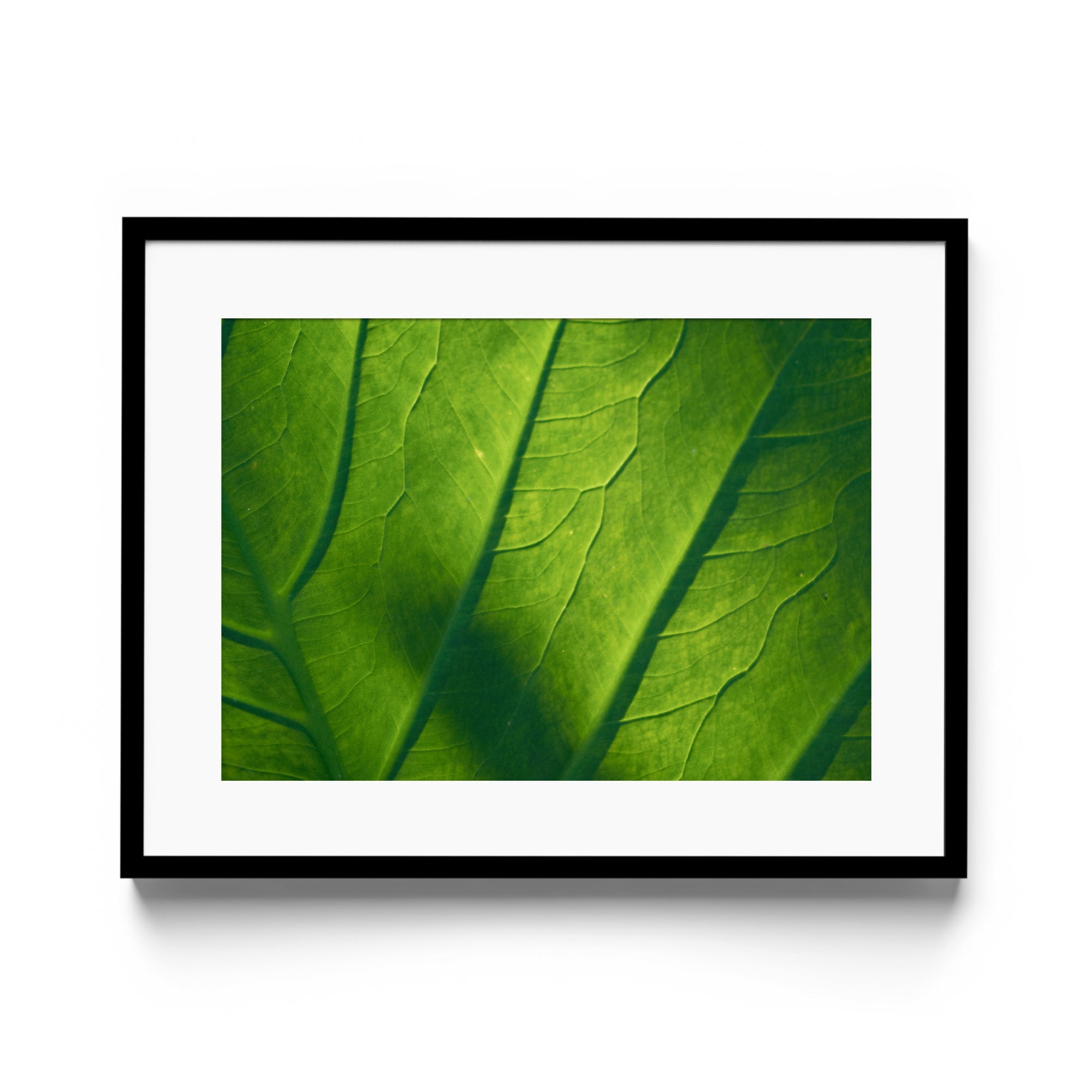 Verde Vita - DANA GALLERYMario AlzateDANA GALLERYDANA GALLERYMario Alzate