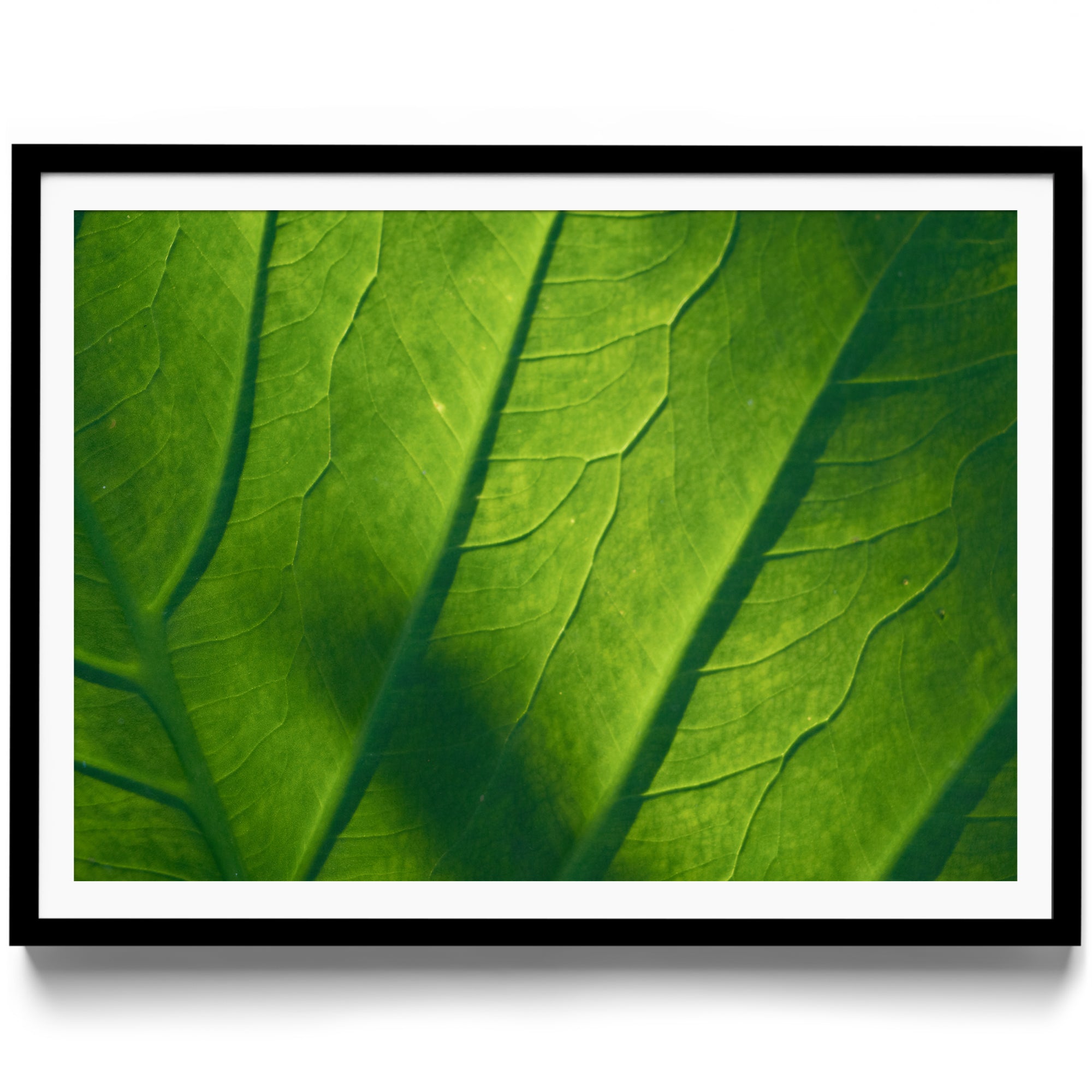 Verde Vita - DANA GALLERYMario AlzateDANA GALLERYDANA GALLERYMario Alzate