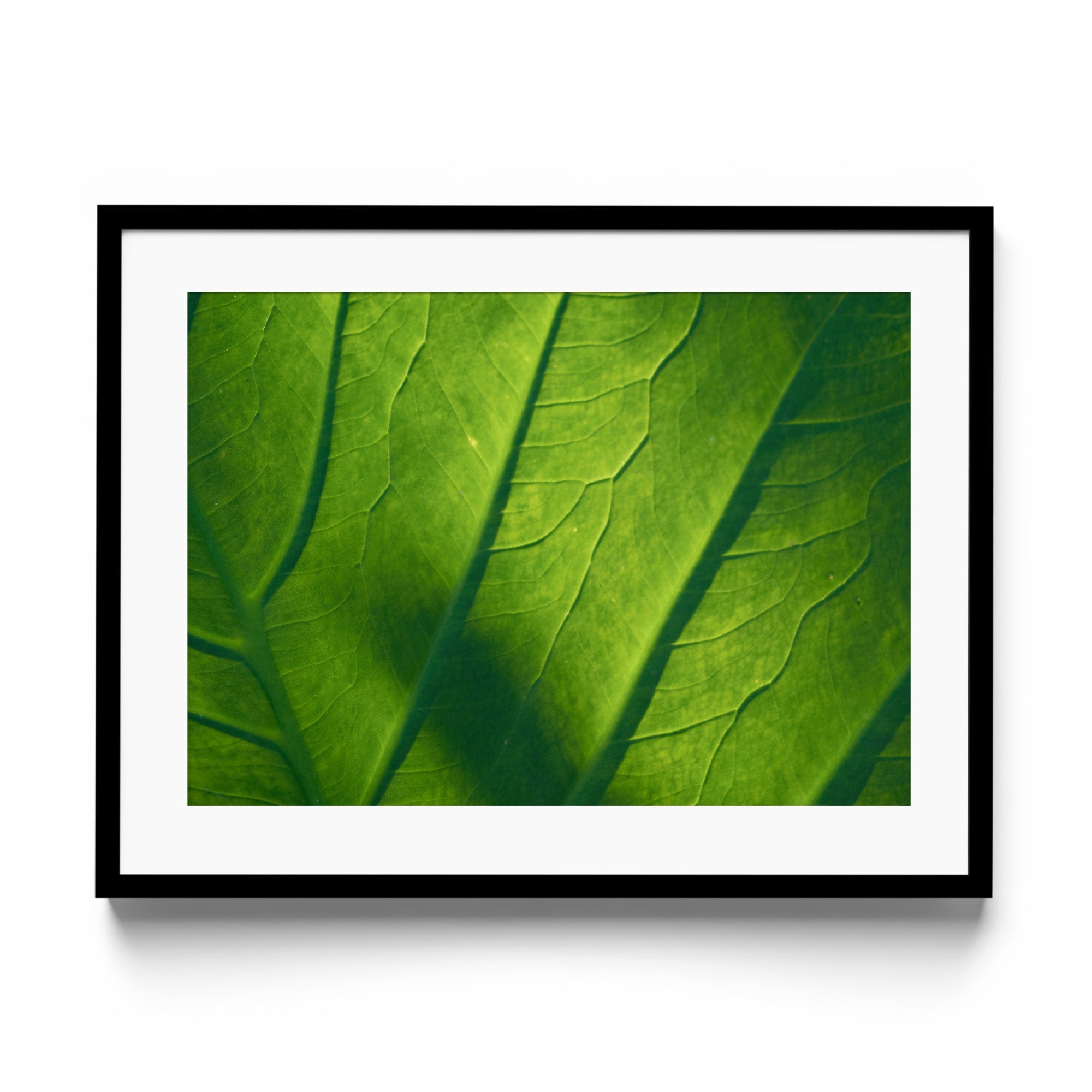 Verde Vita - DANA GALLERYMario AlzateDANA GALLERYDANA GALLERYMario Alzate