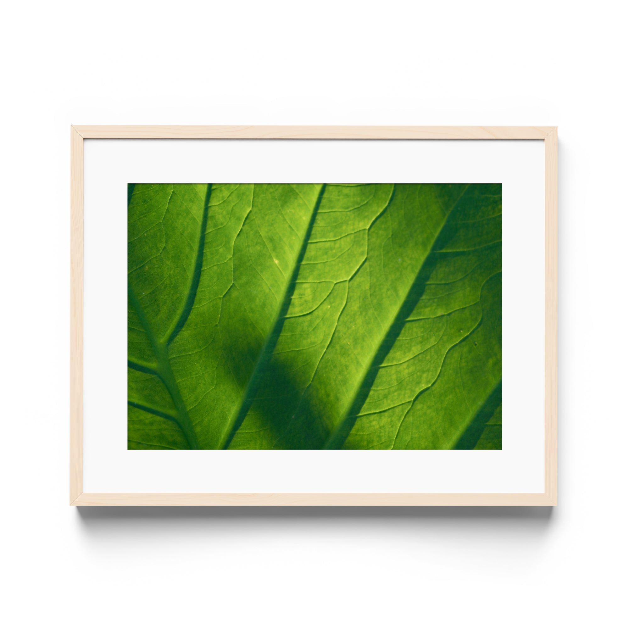 Verde Vita - DANA GALLERYMario AlzateDANA GALLERYDANA GALLERYMario Alzate