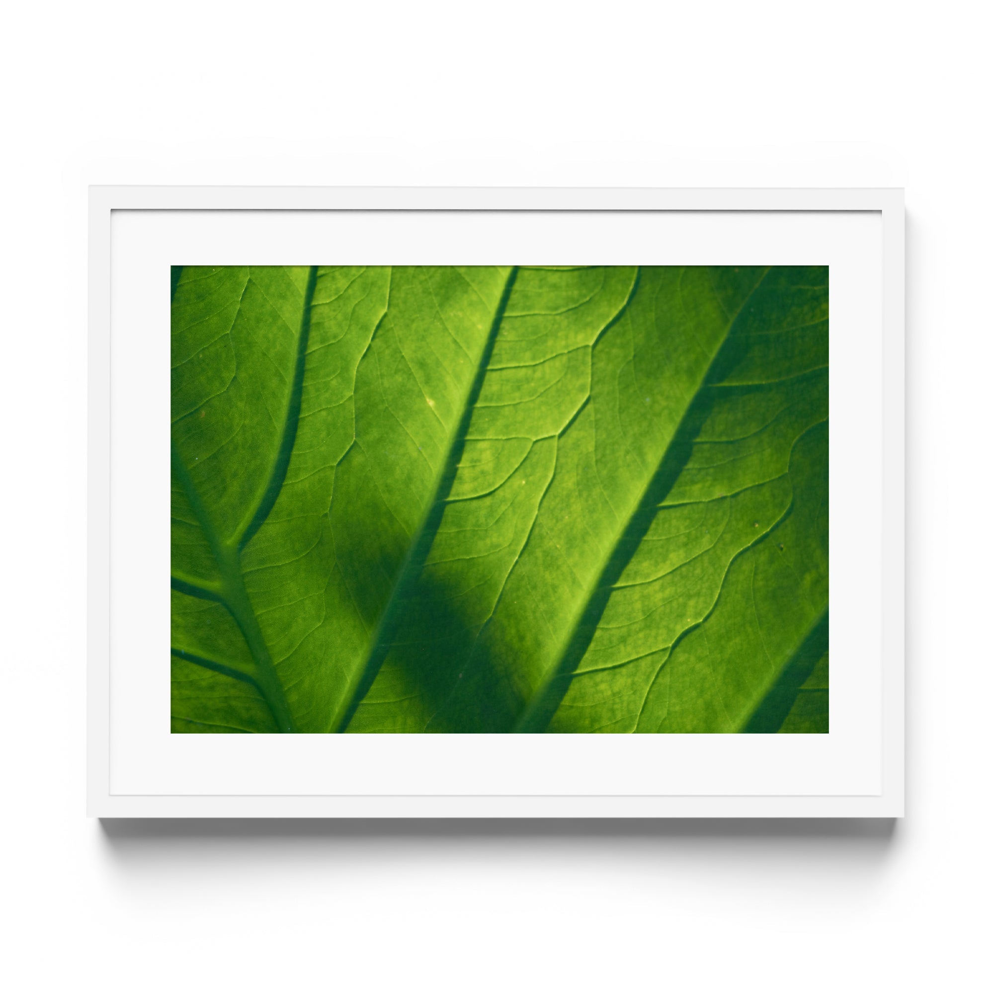 Verde Vita - DANA GALLERYMario AlzateDANA GALLERYDANA GALLERYMario Alzate